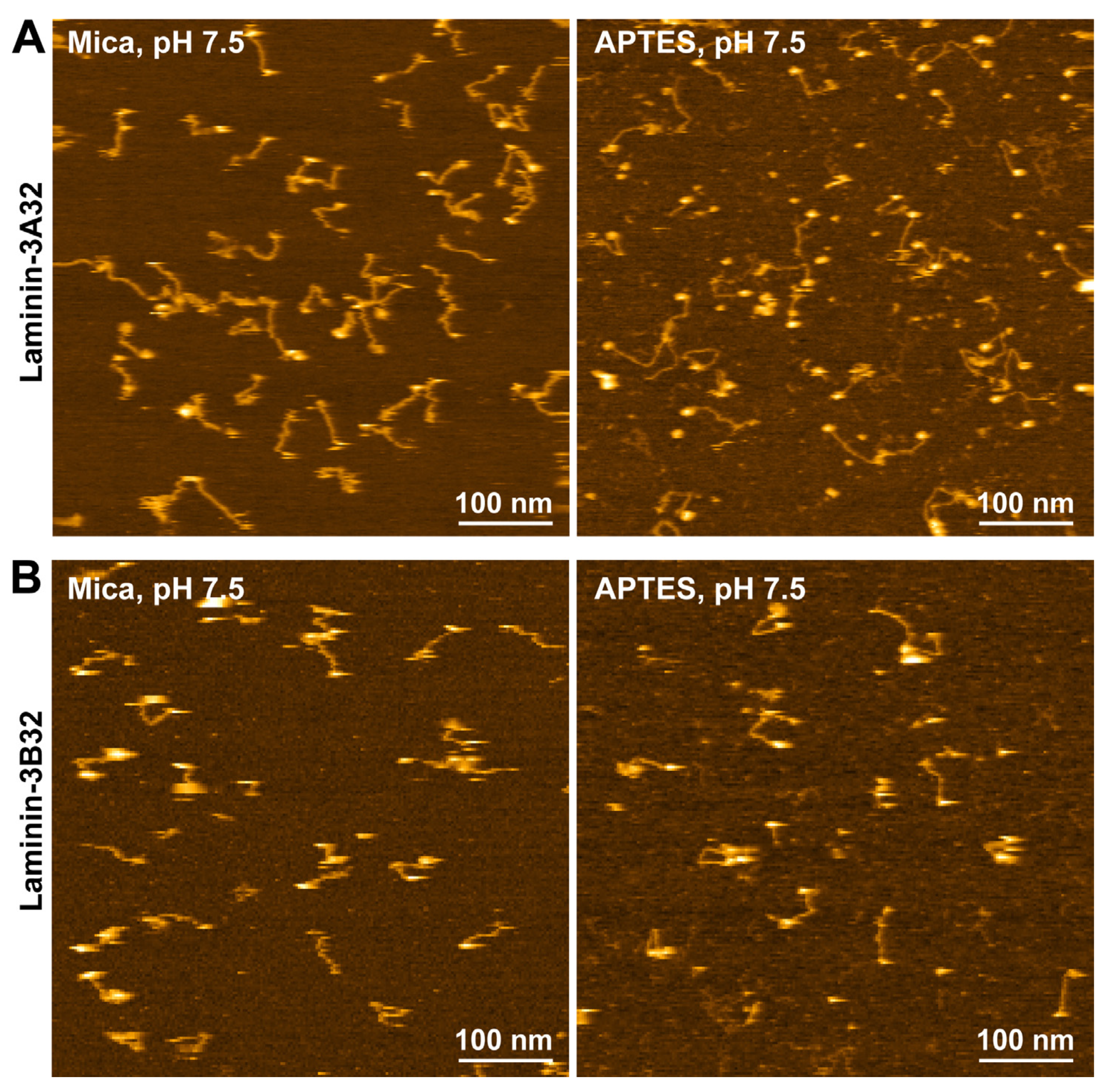 Ijms 25 01951 g003 Ijms 25 01951 g003