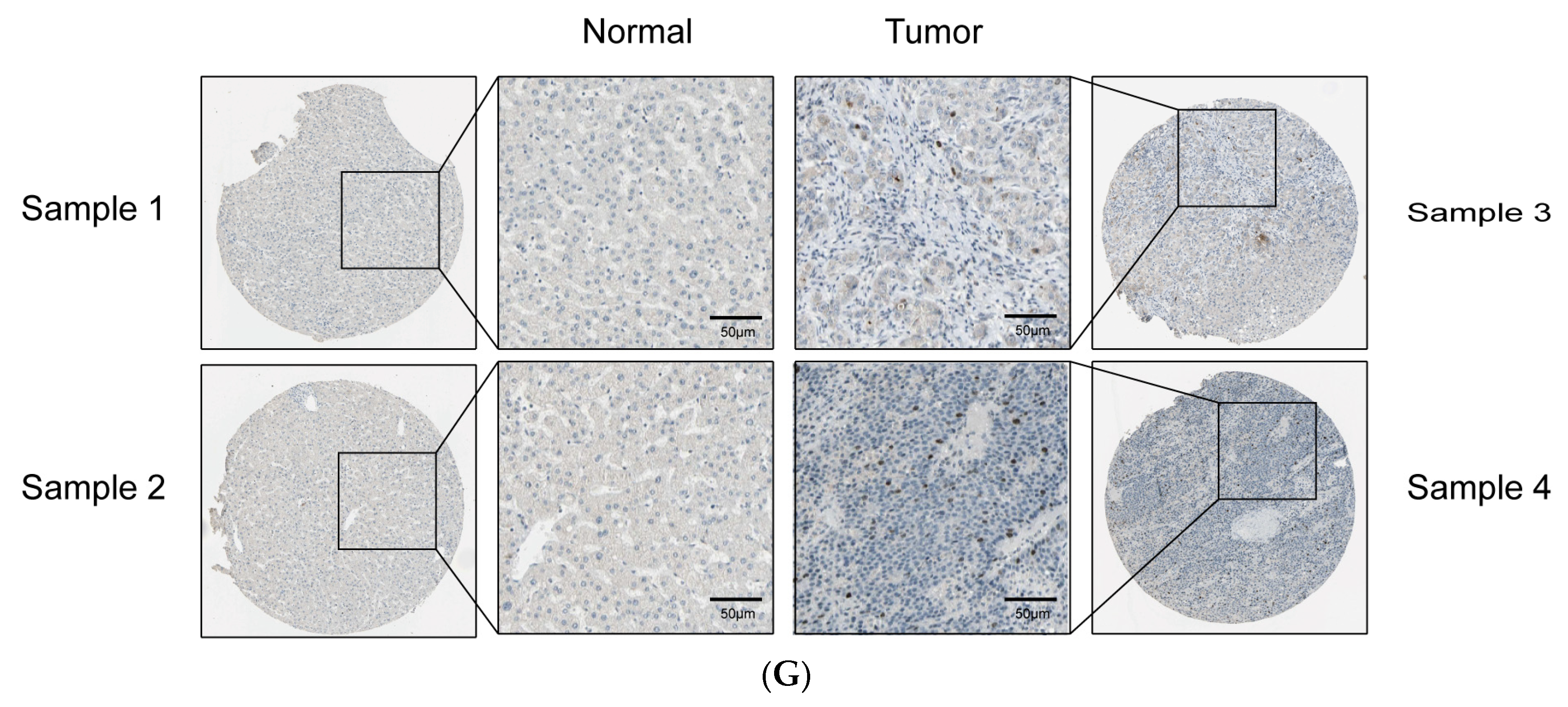 Ijms 25 02199 g001b Ijms 25 02199 g001b