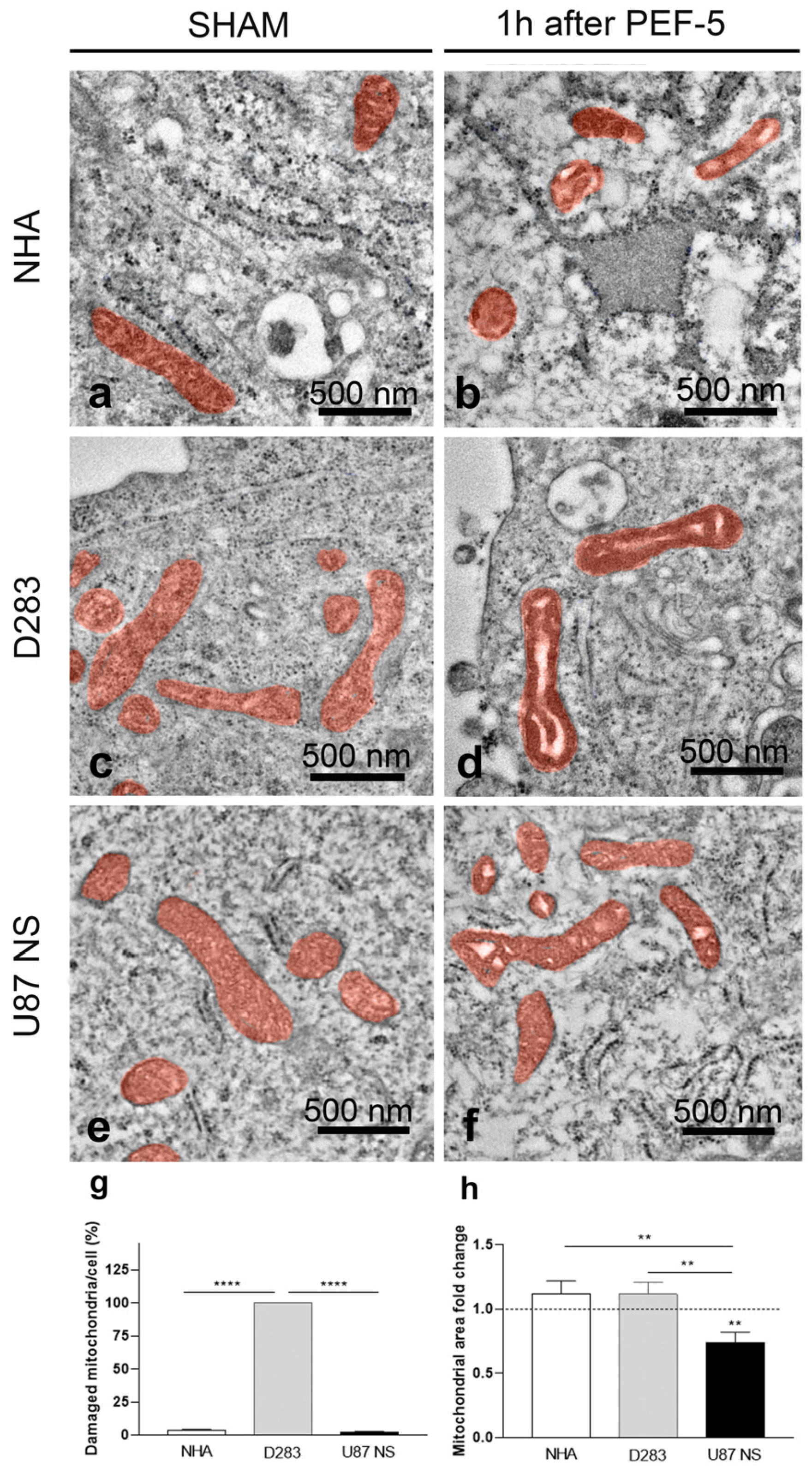Ijms 25 02233 g004