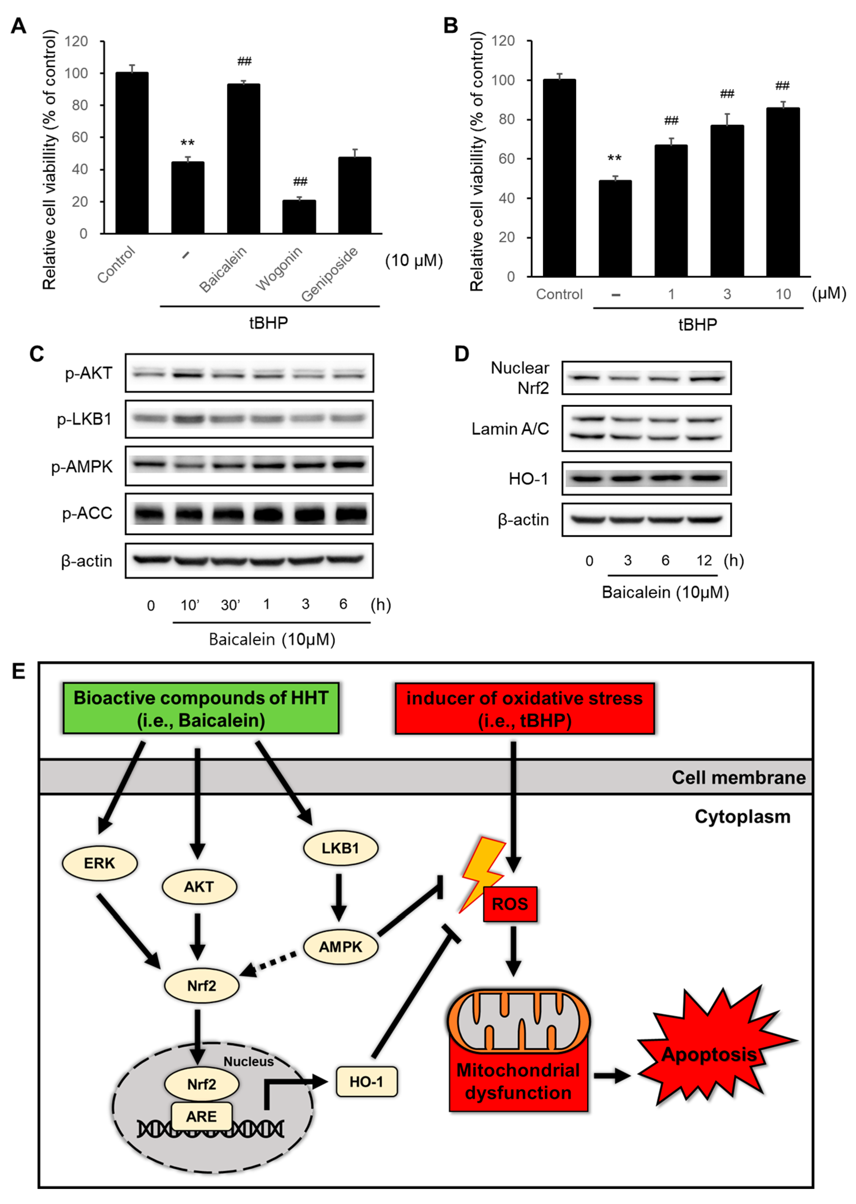 Ijms 25 02313 g006 Ijms 25 02313 g006