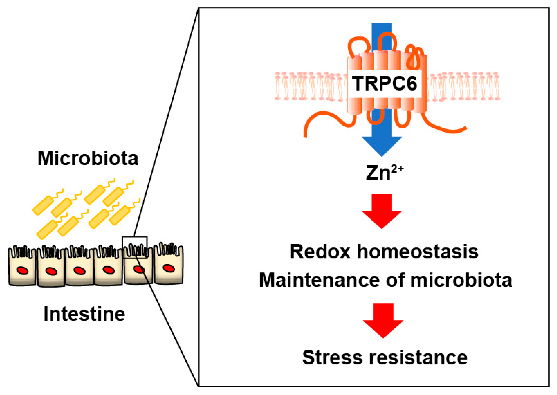 Ijms 25 02401 g006 Ijms 25 02401 g006