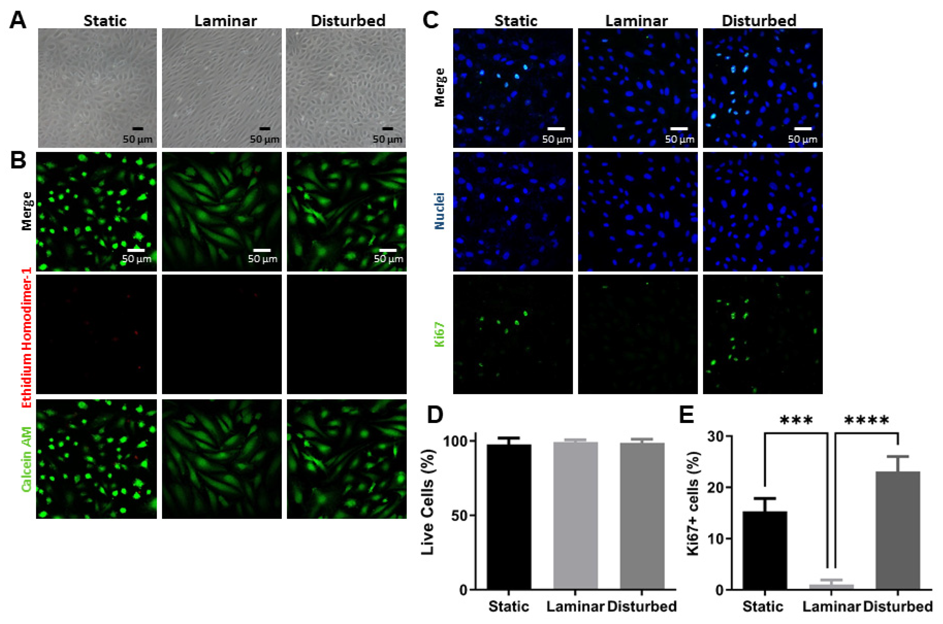 Ijms 25 02485 g001 Ijms 25 02485 g001