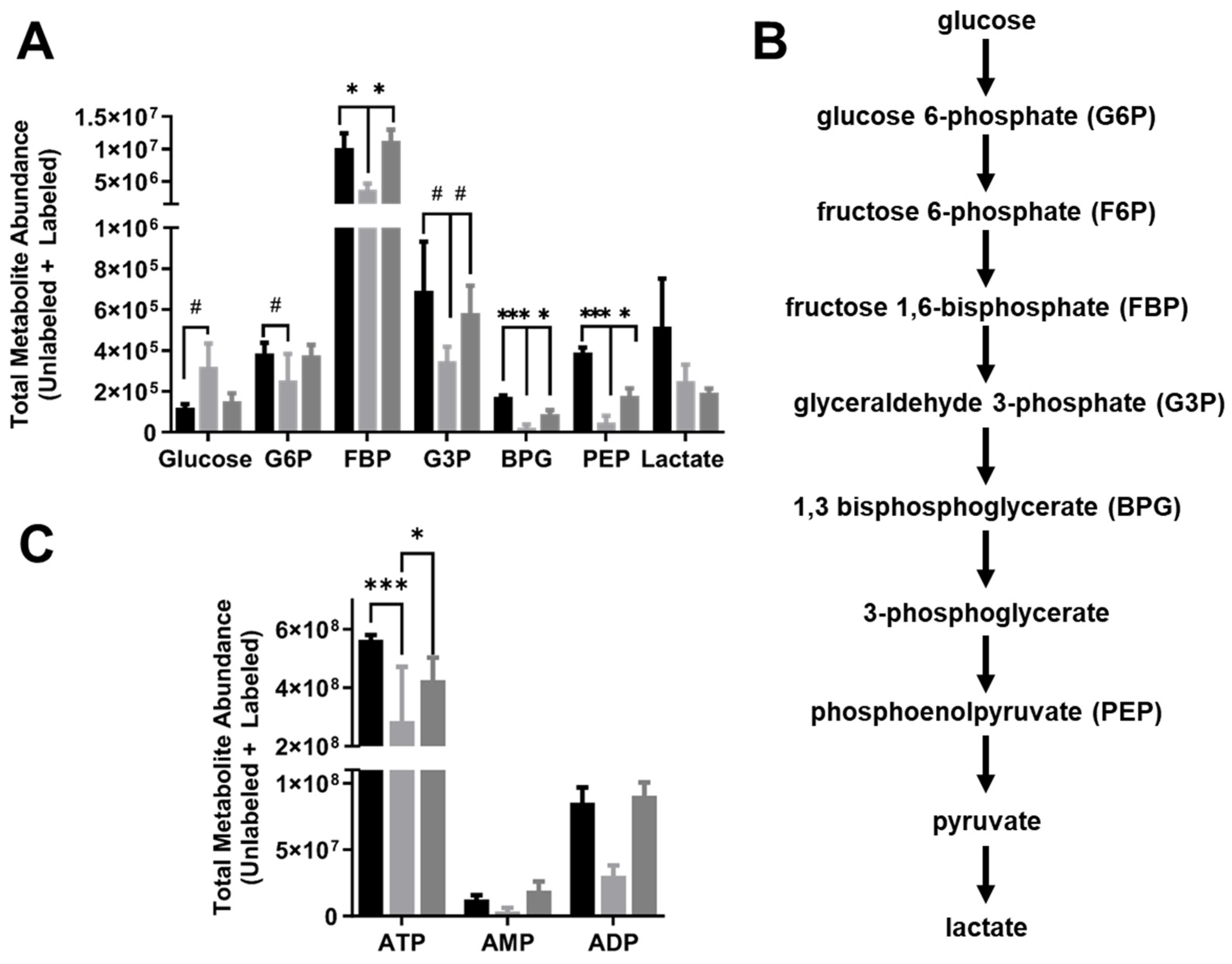 Ijms 25 02485 g004 Ijms 25 02485 g004