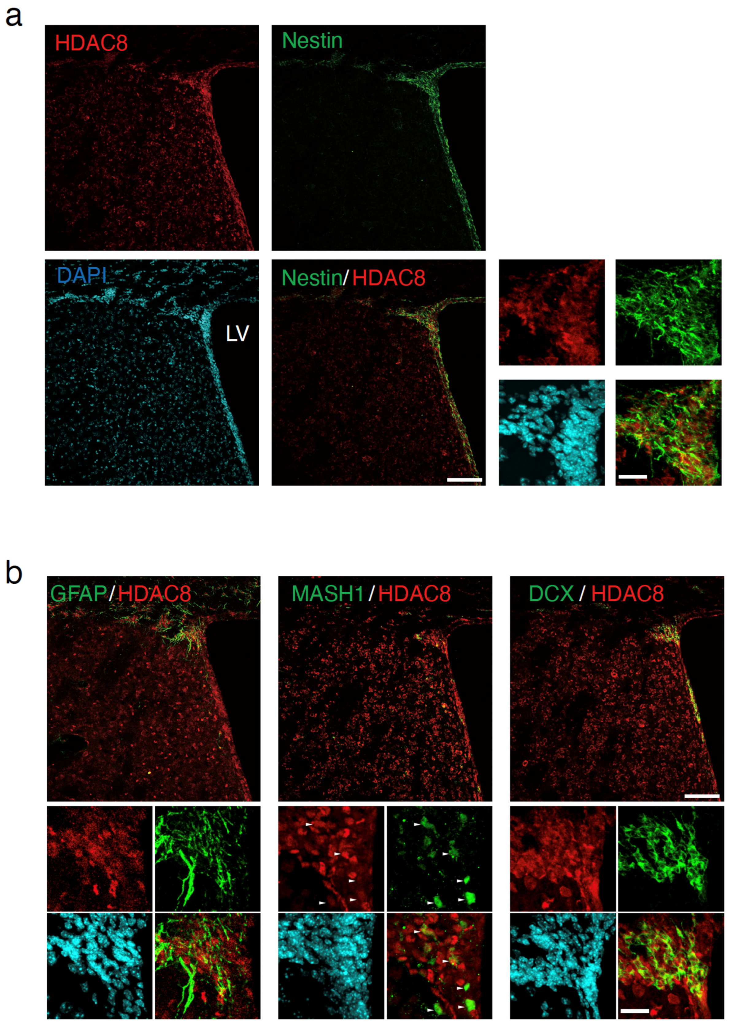 Ijms 25 02540 g001
