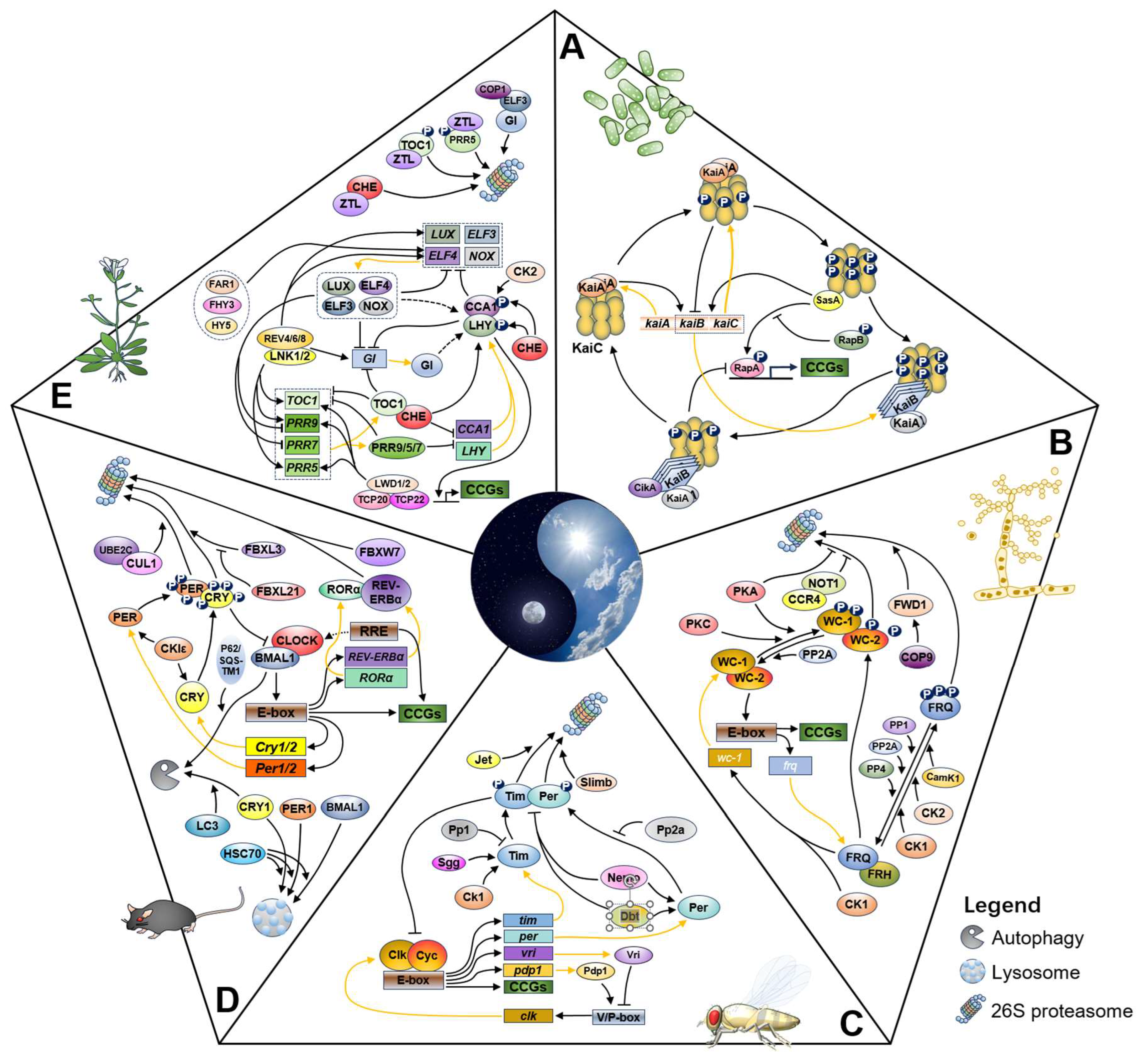 Ijms 25 02574 g001 Ijms 25 02574 g001