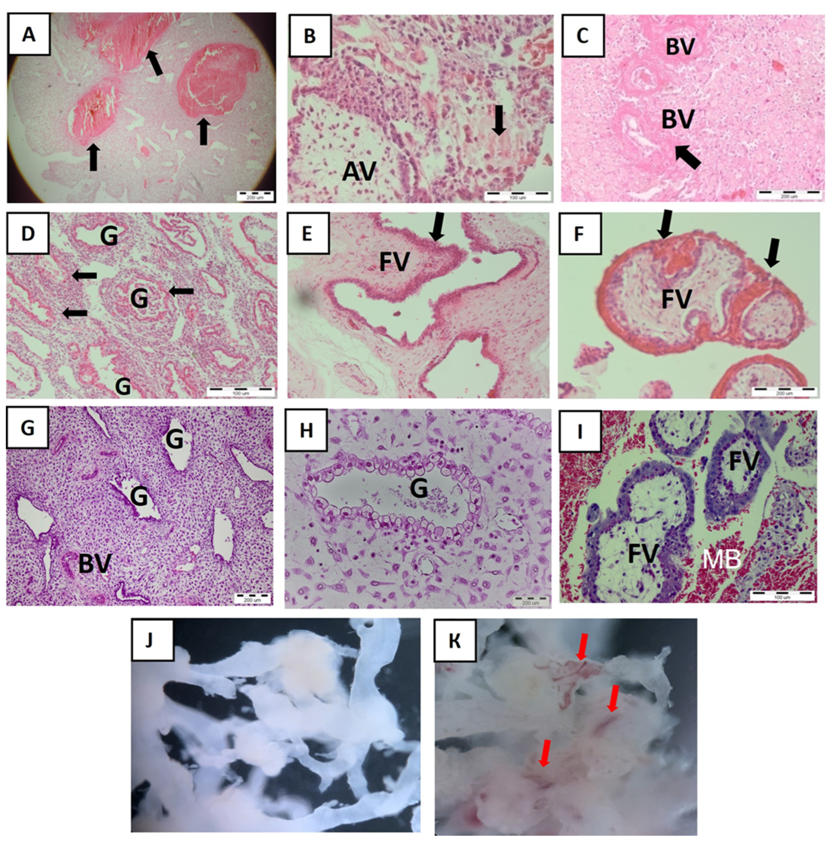 Ijms 25 02643 g001 Ijms 25 02643 g001