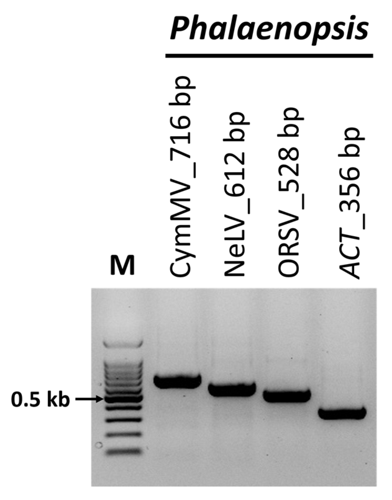 Ijms 25 02666 g004 Ijms 25 02666 g004