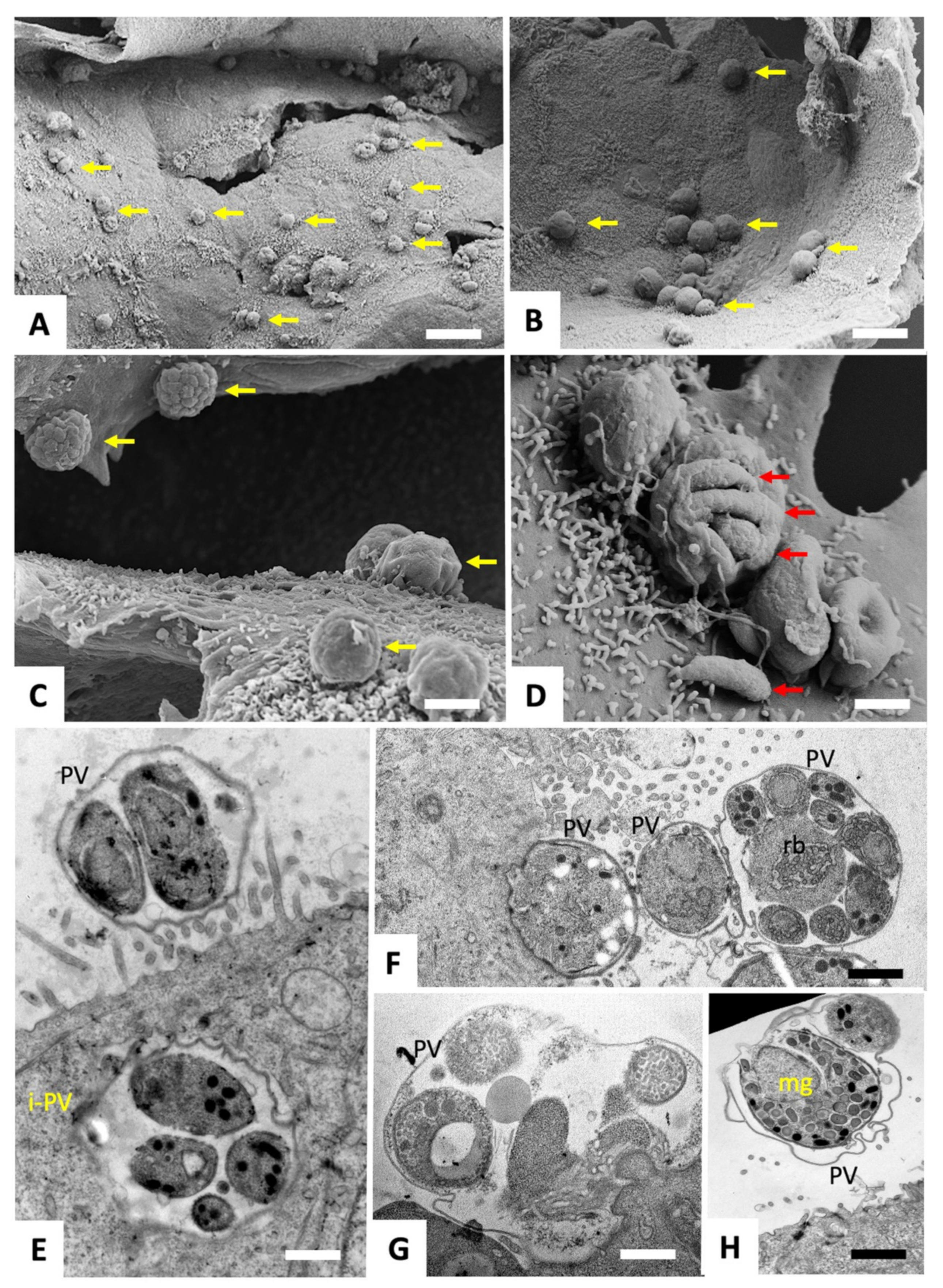 Ijms 25 02707 g002 Ijms 25 02707 g002