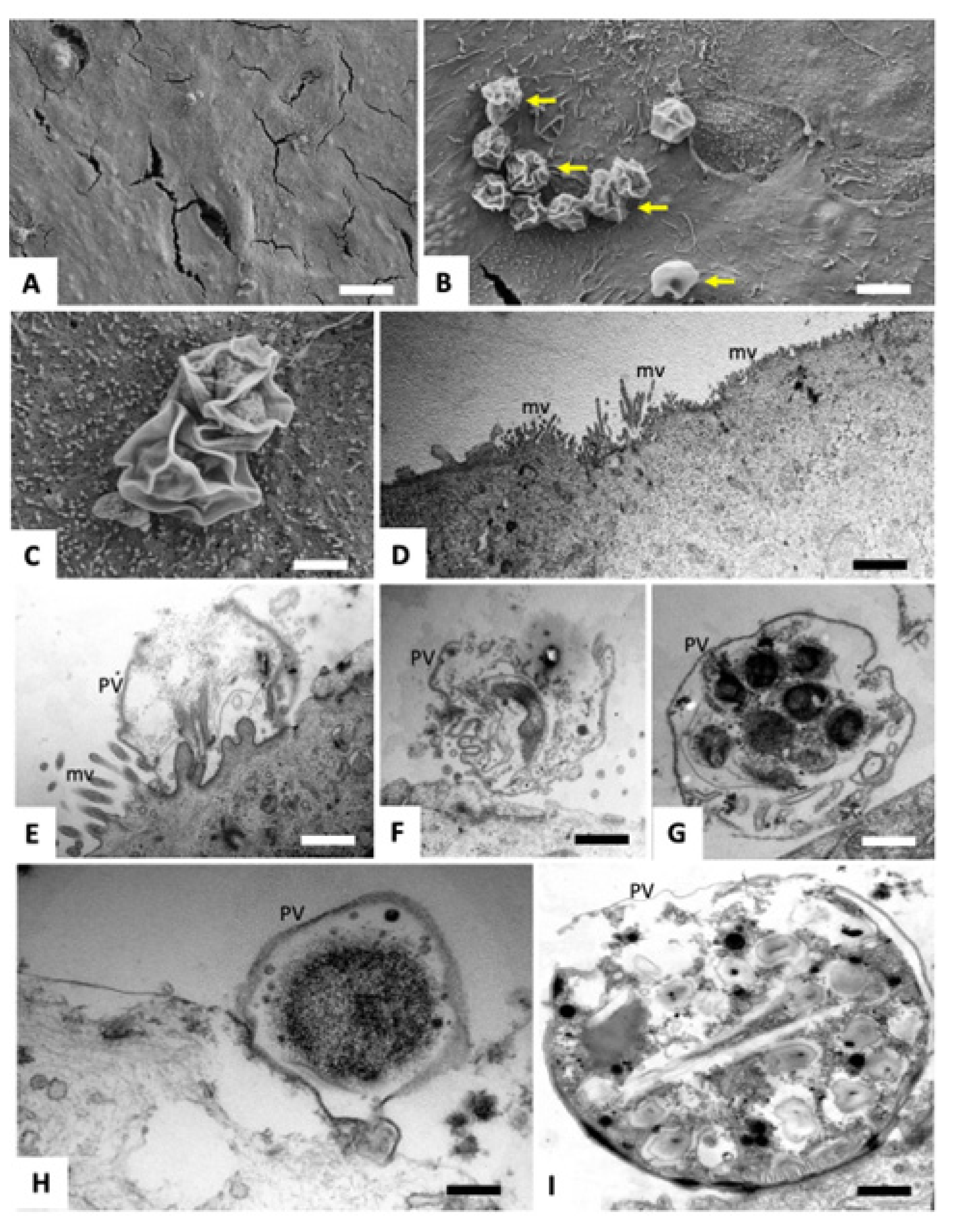 Ijms 25 02707 g003 Ijms 25 02707 g003