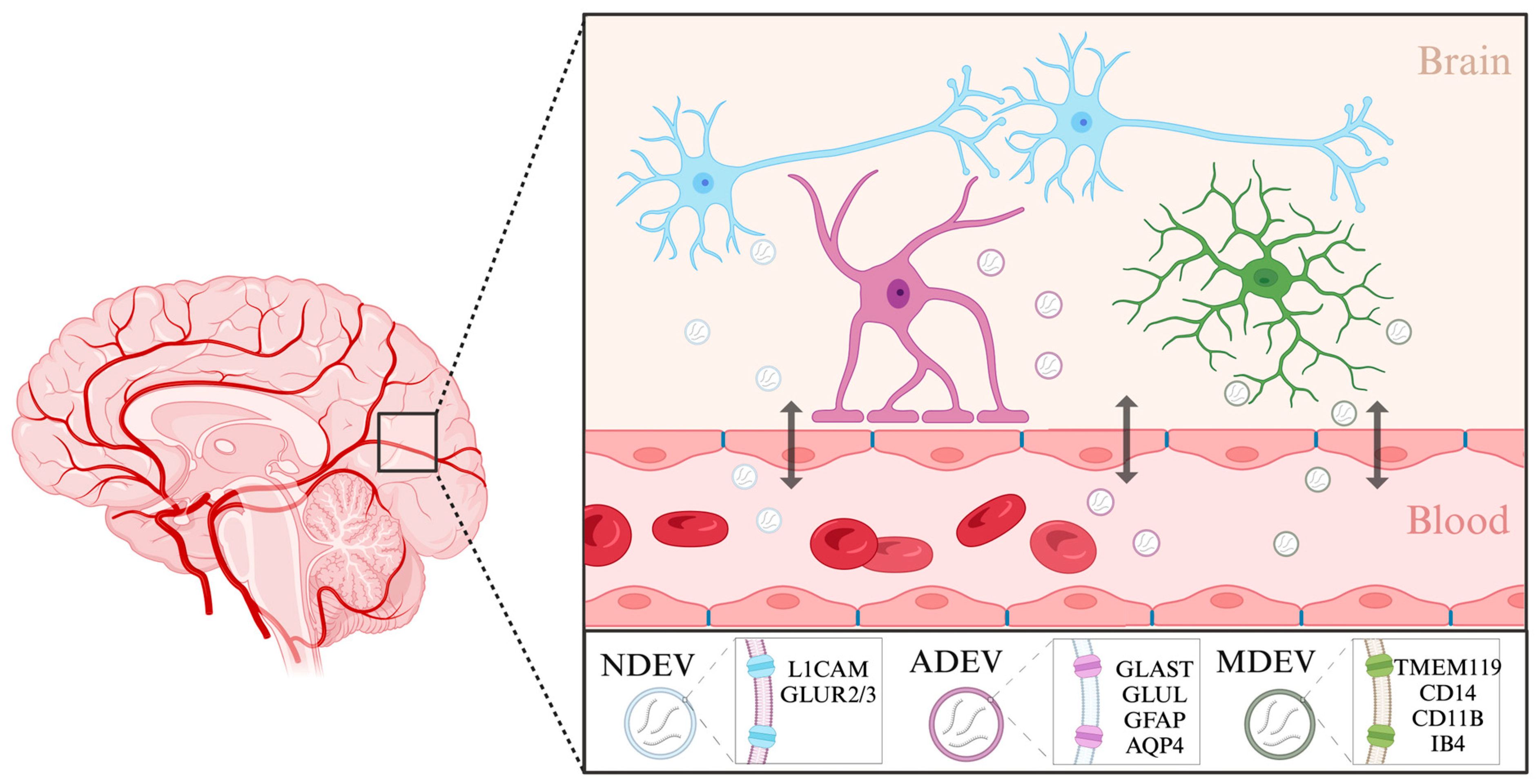 Clinical Insights into MicroRNAs in Depression: Bridging Molecular ...