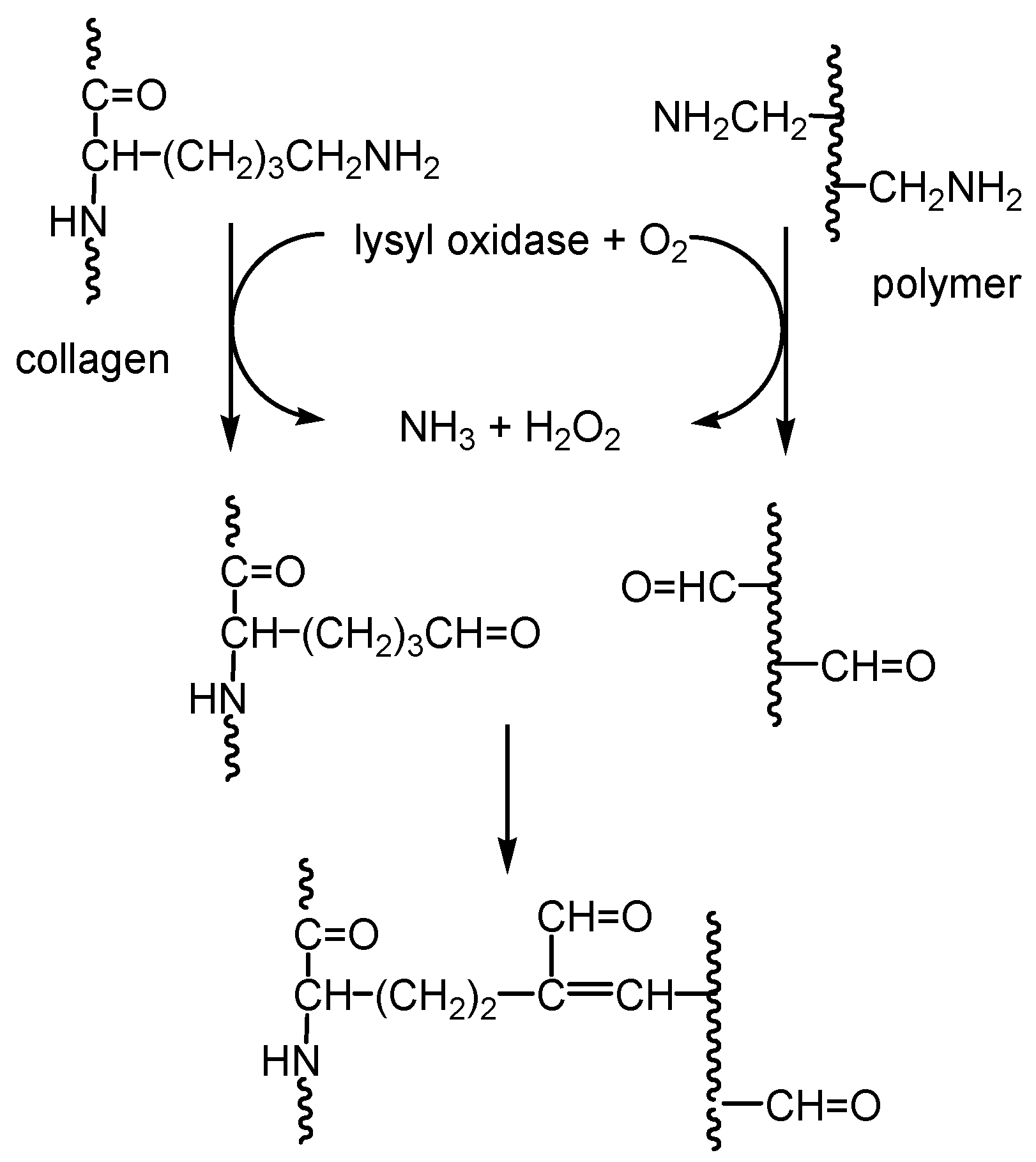 Ijms 25 02897 sch003