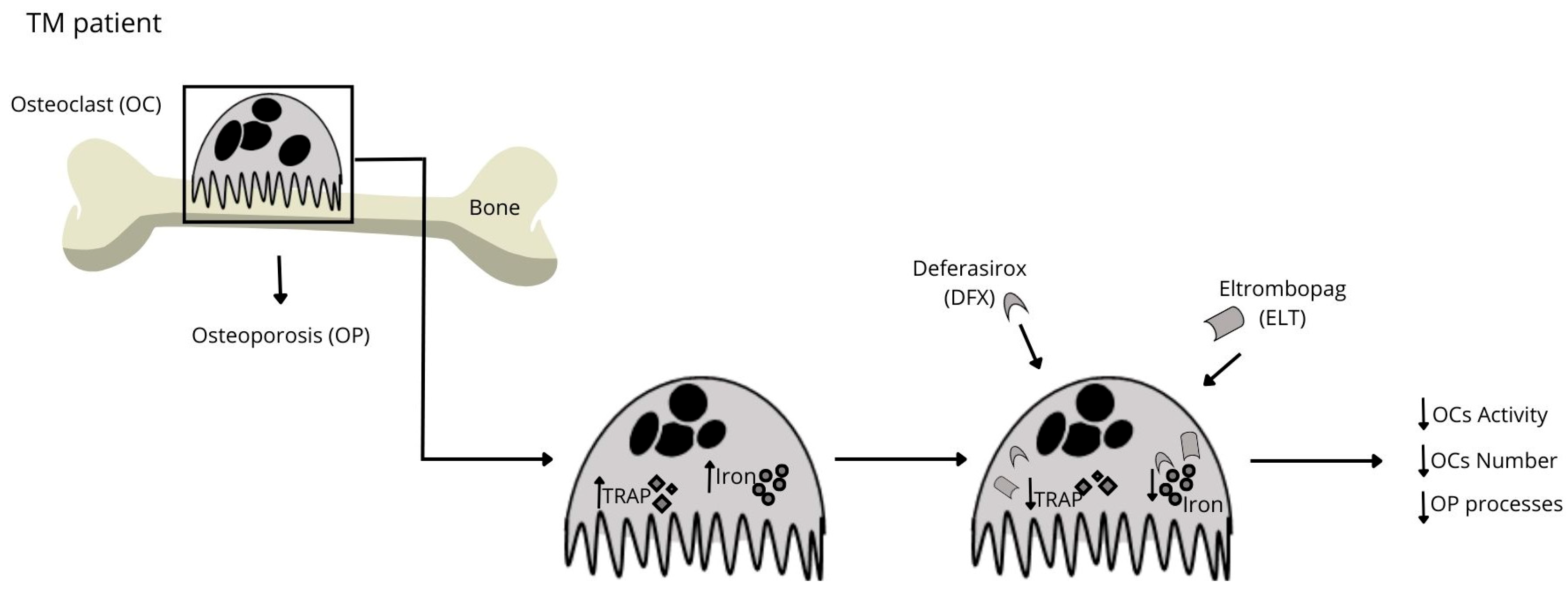 Ijms 25 02902 g006 Ijms 25 02902 g006