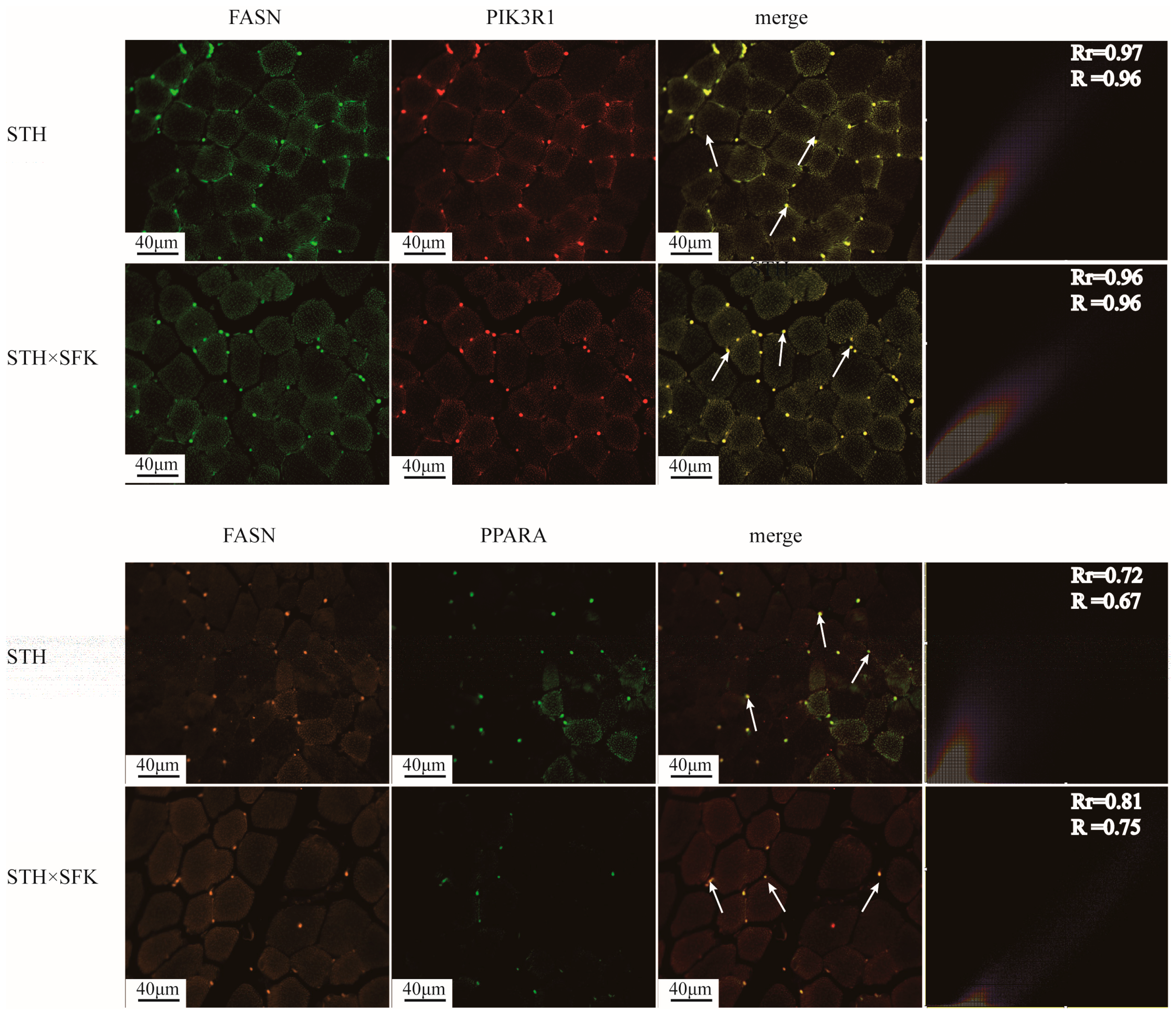 Ijms 25 02951 g008
