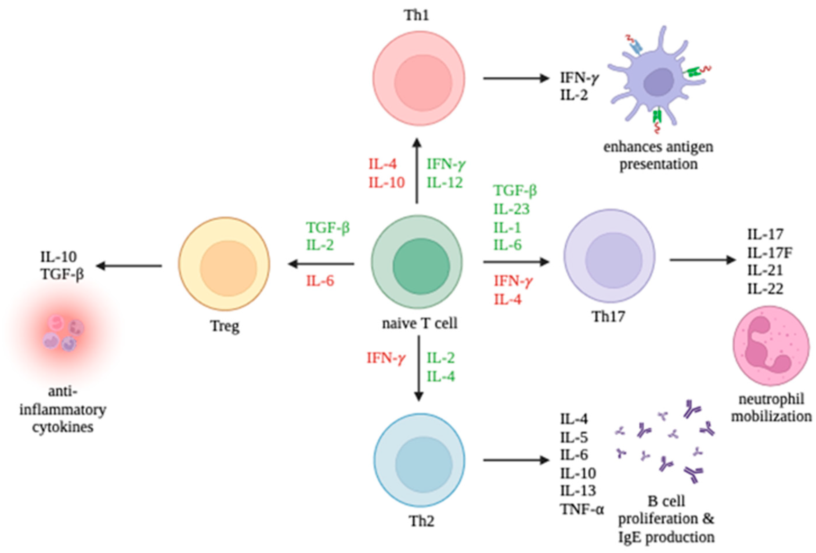 Ijms 25 02952 g001 Ijms 25 02952 g001