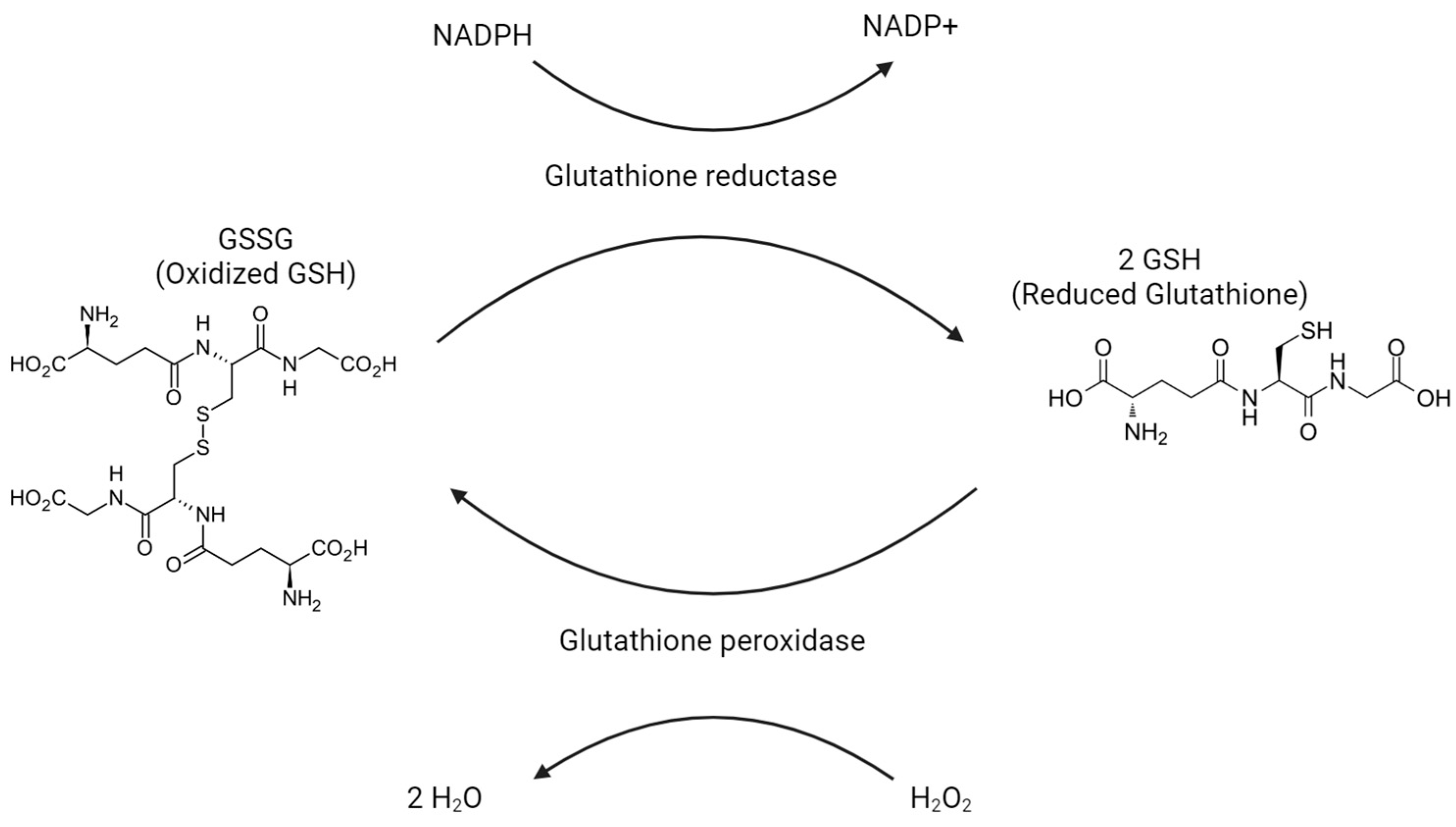 Ijms 25 02952 g004 Ijms 25 02952 g004