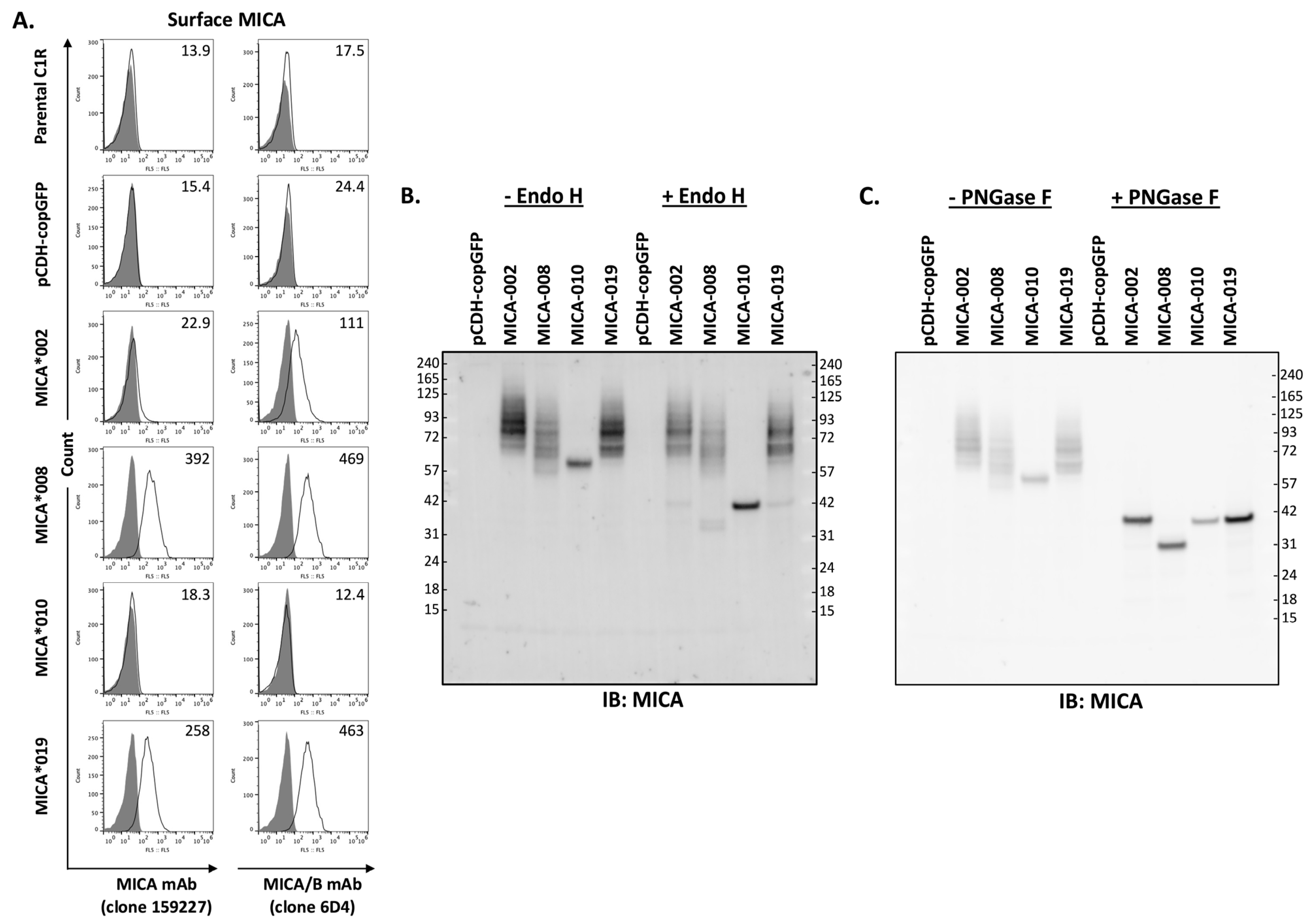 Ijms 25 03036 g001 Ijms 25 03036 g001