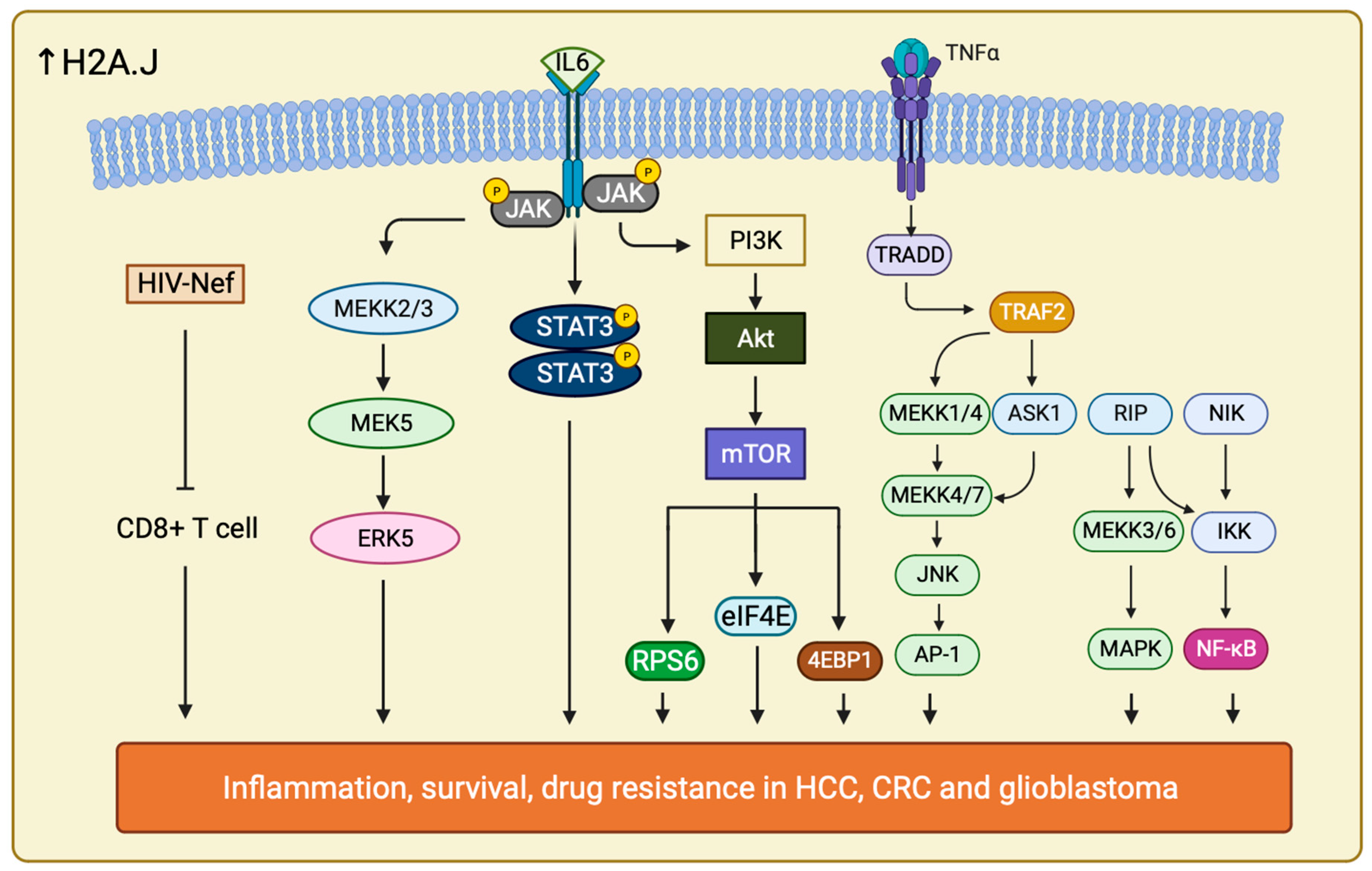 Ijms 25 03144 g006 Ijms 25 03144 g006