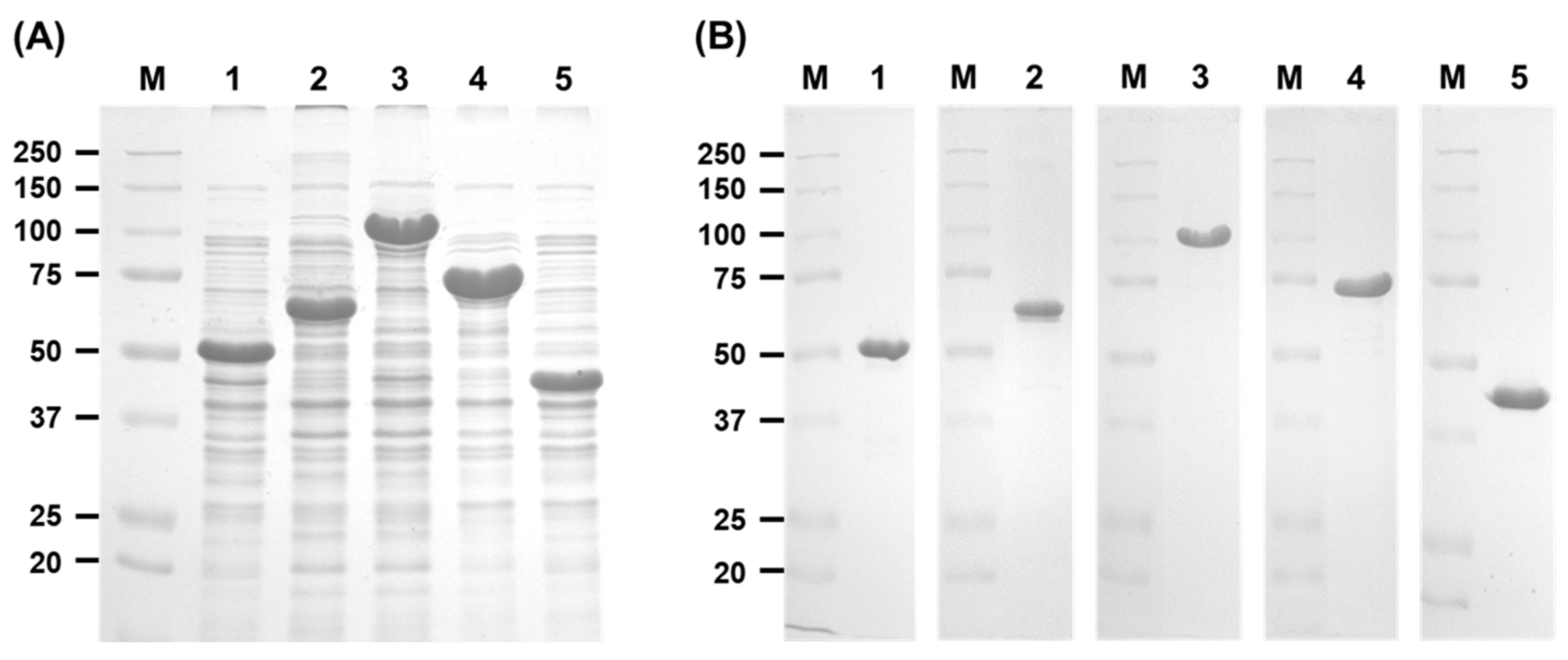 Ijms 25 03175 g004