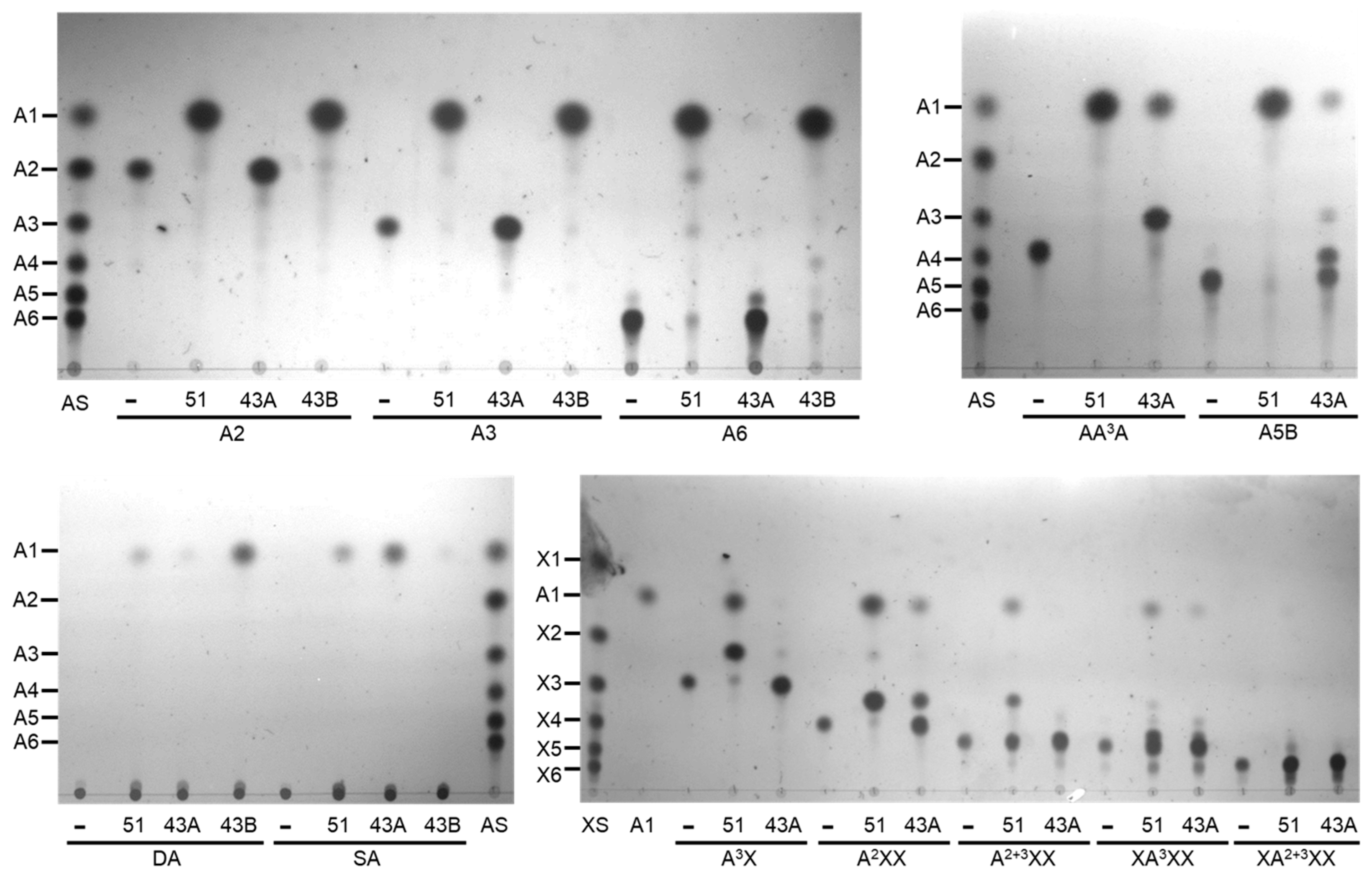 Ijms 25 03175 g008