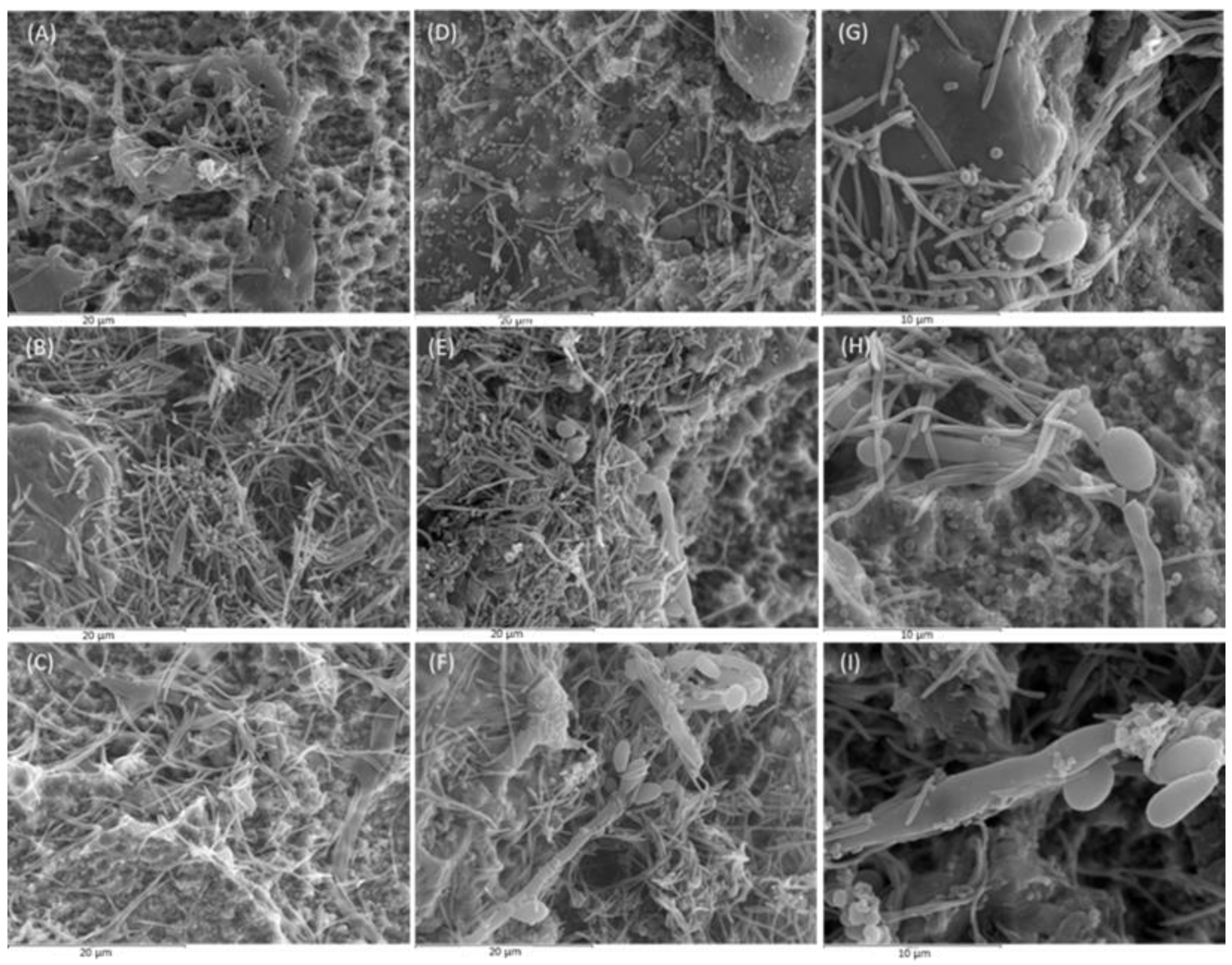 Ijms 25 03277 g001 Ijms 25 03277 g001