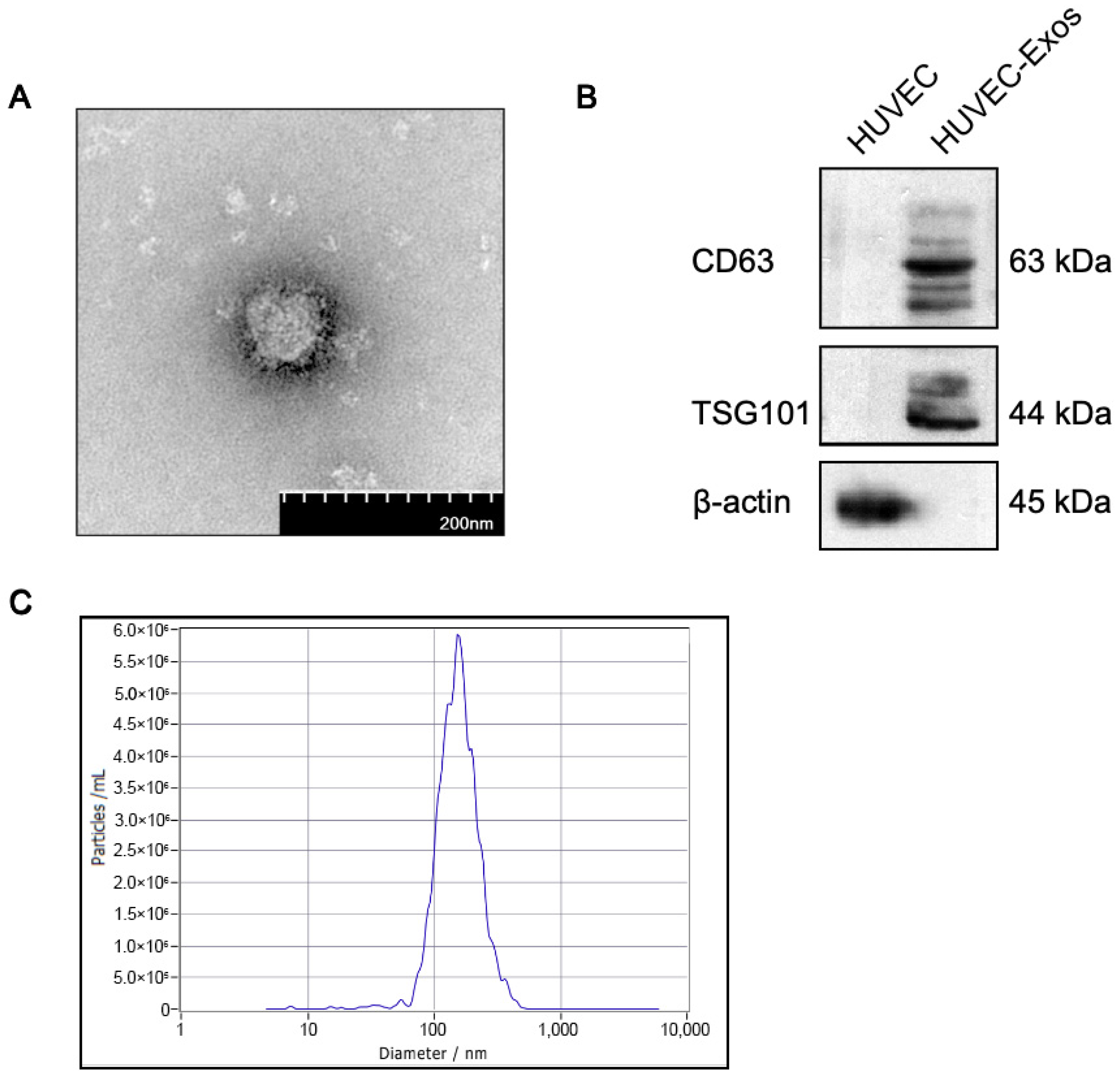 Ijms 25 03305 g001 Ijms 25 03305 g001