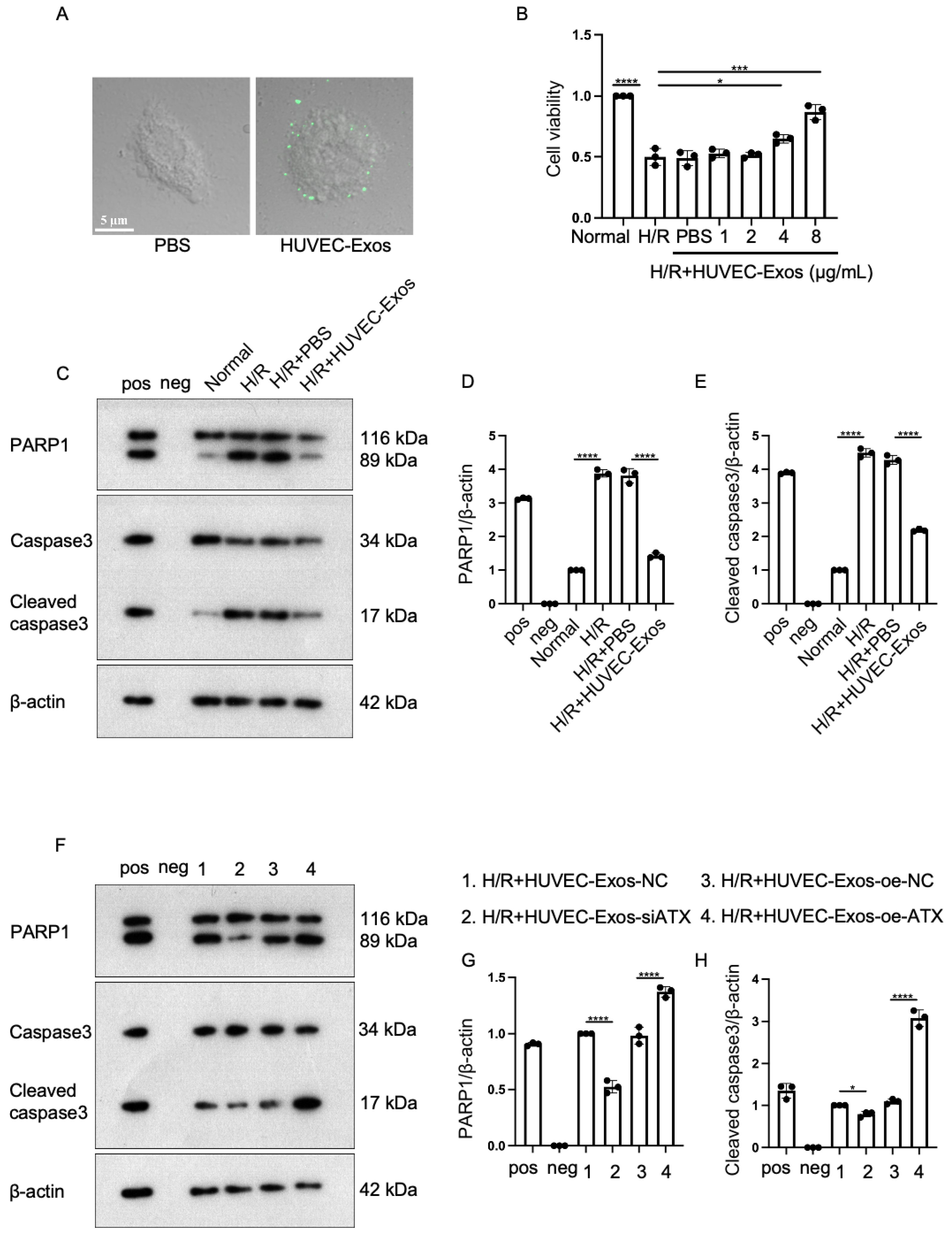 Ijms 25 03305 g004 Ijms 25 03305 g004
