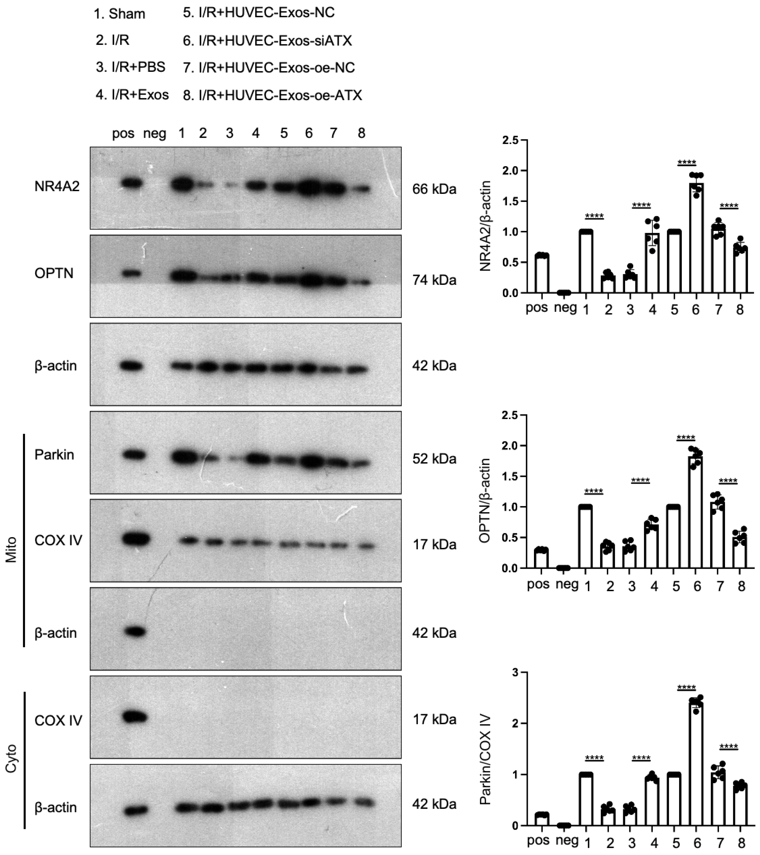 Ijms 25 03305 g009 Ijms 25 03305 g009