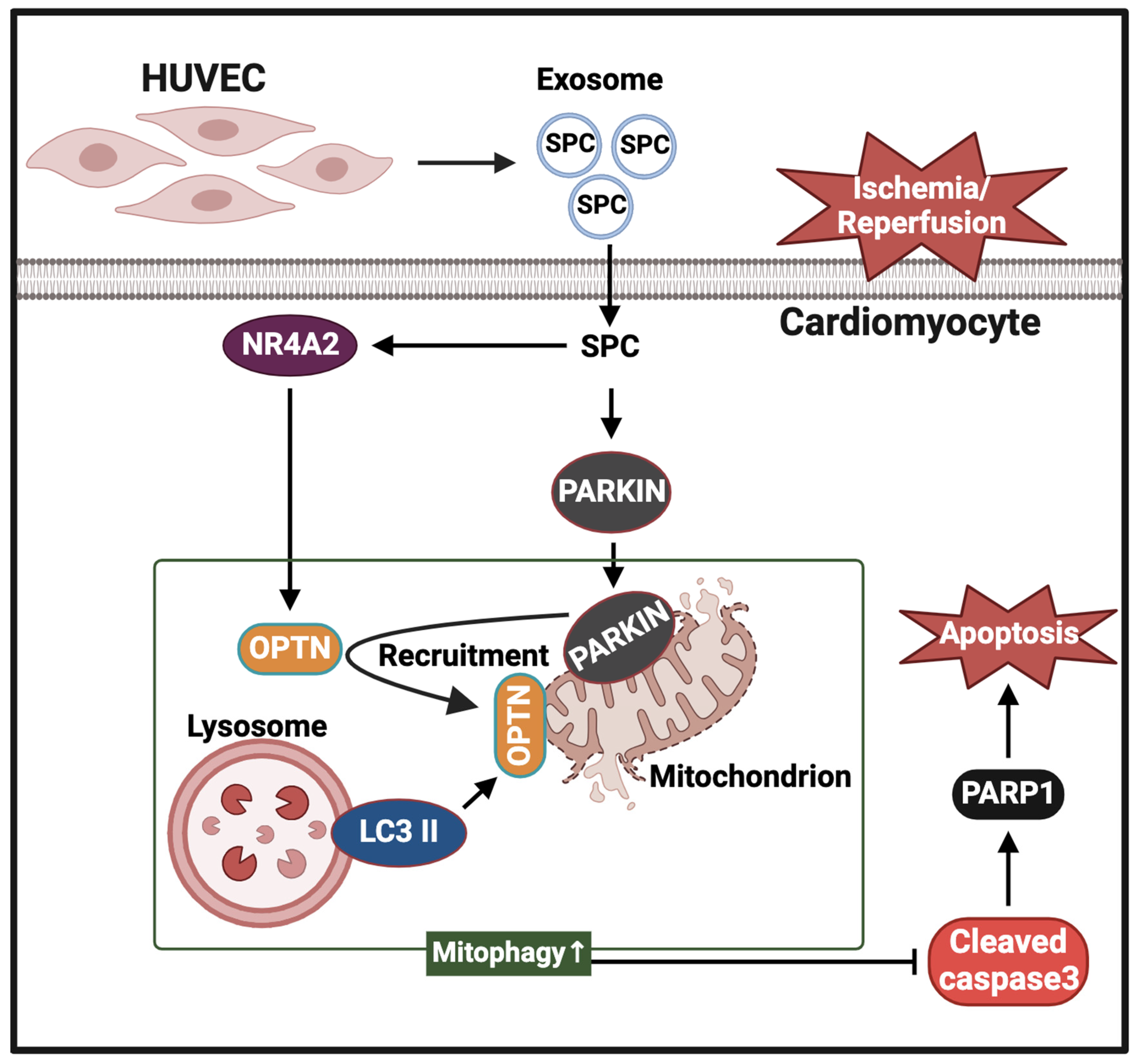 Ijms 25 03305 g010 Ijms 25 03305 g010