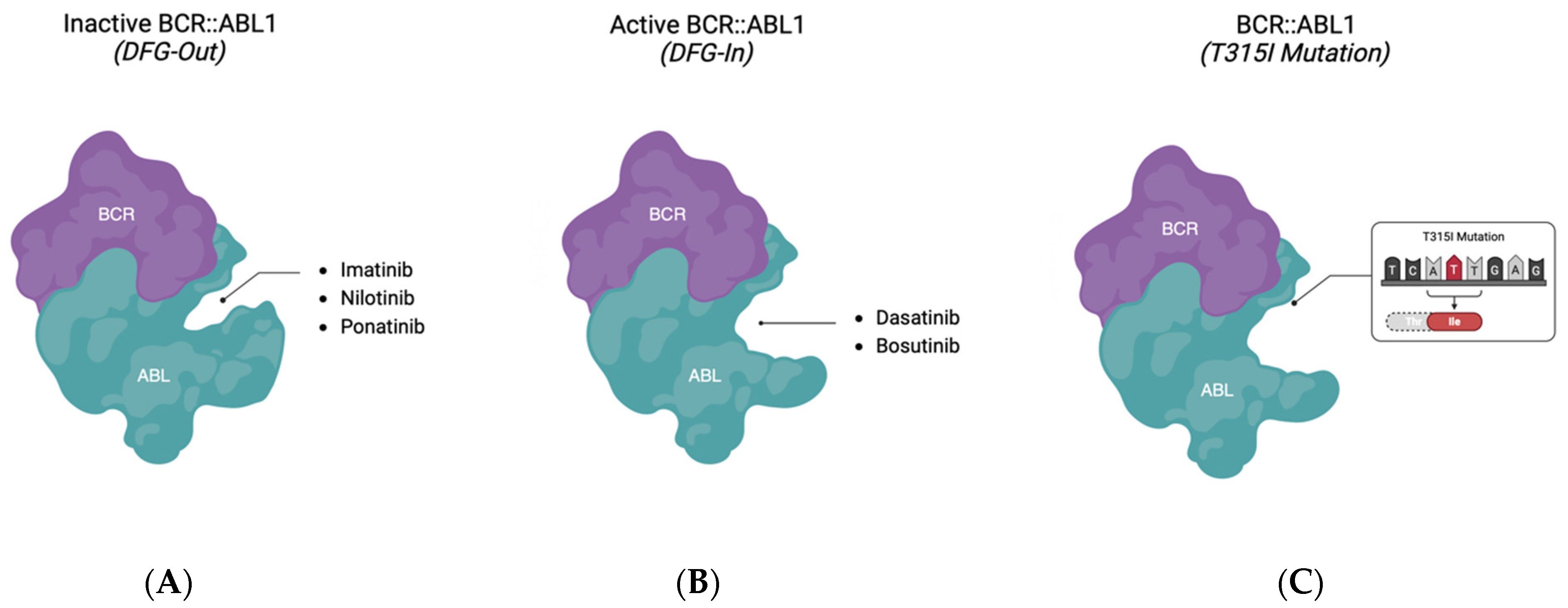 Clinical Insights into Structure, Regulation, and Targeting of ABL ...