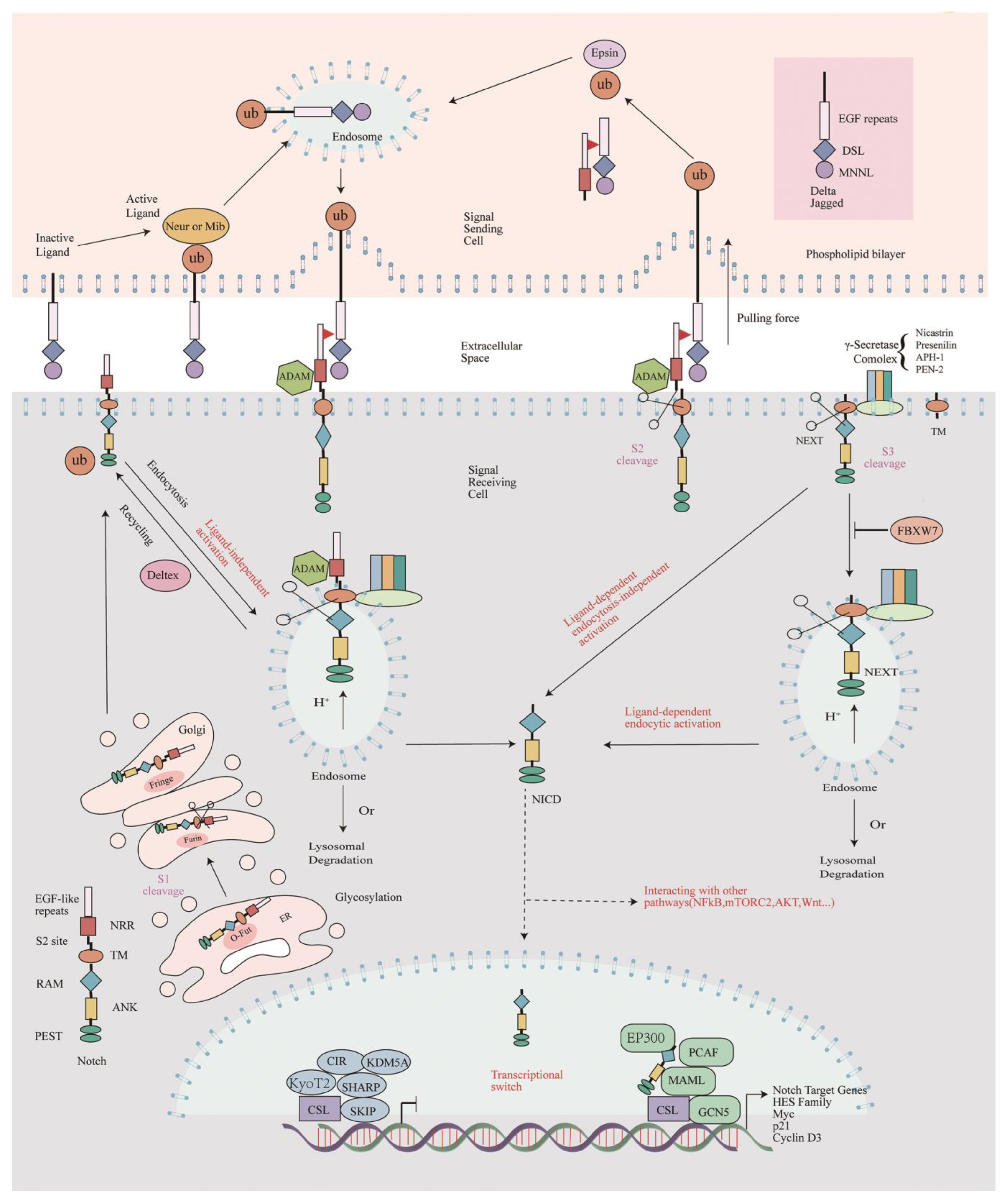 Ijms 25 03322 g001 Ijms 25 03322 g001