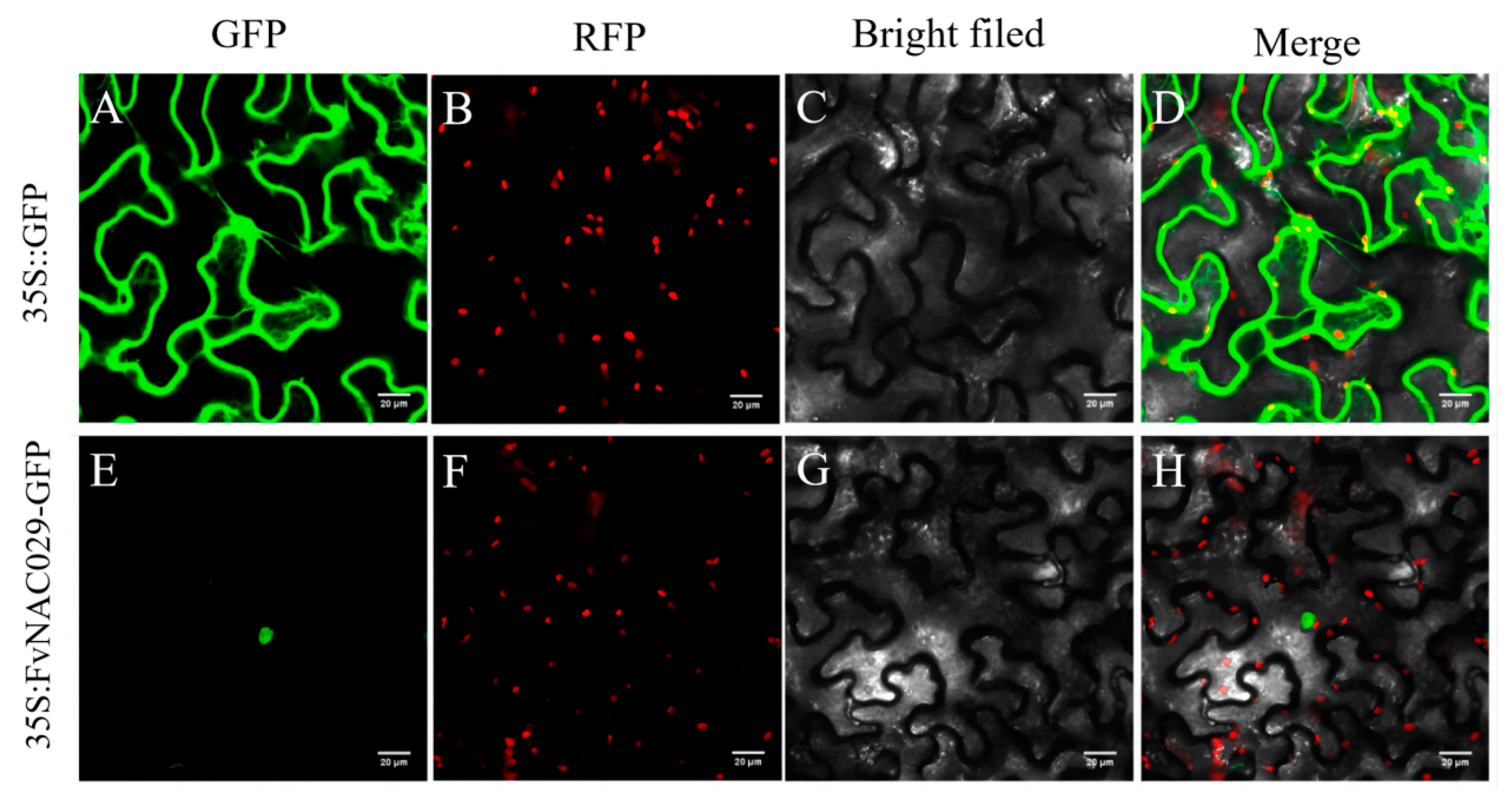 Ijms 25 03405 g003 Ijms 25 03405 g003
