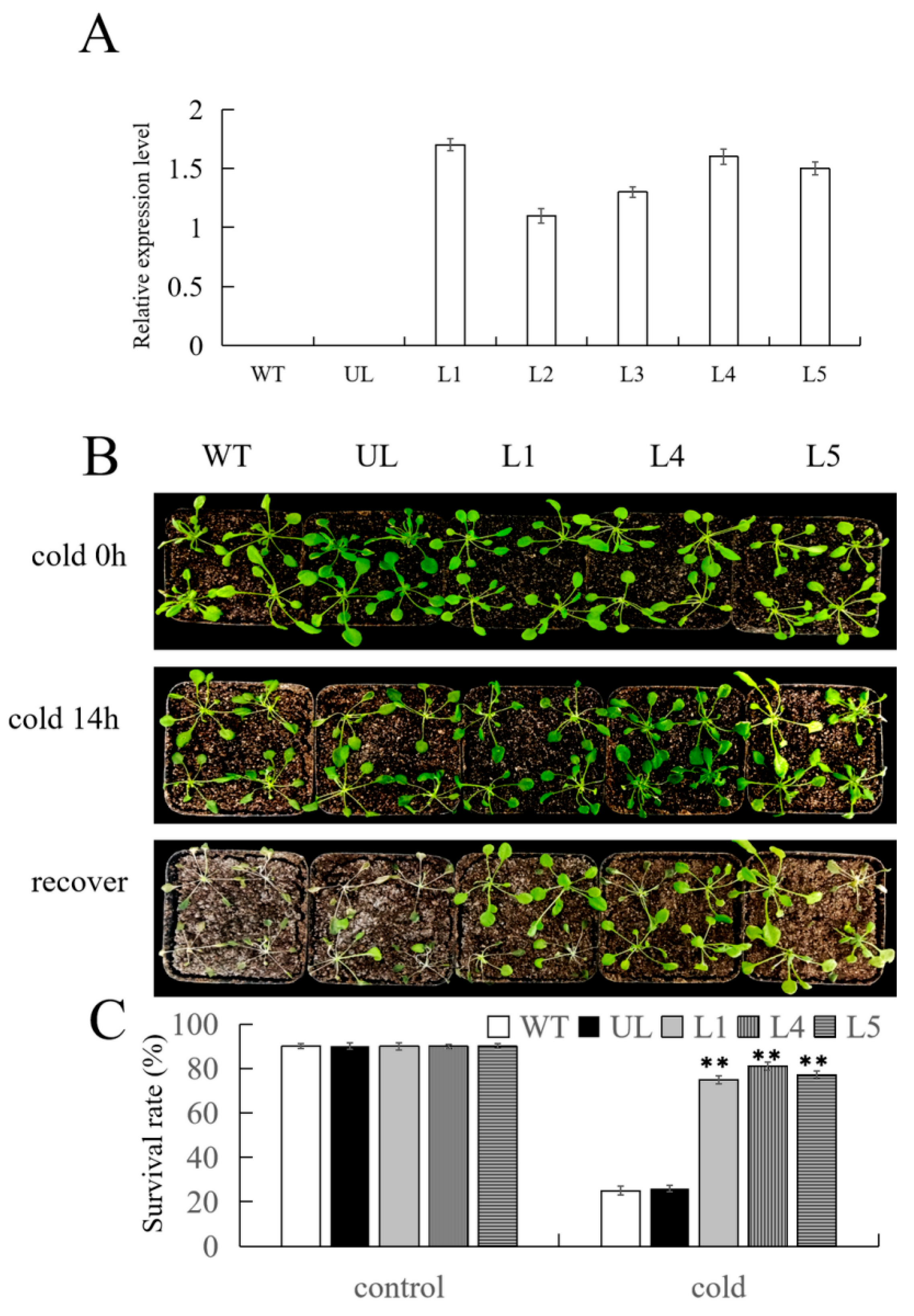 Ijms 25 03405 g005 Ijms 25 03405 g005