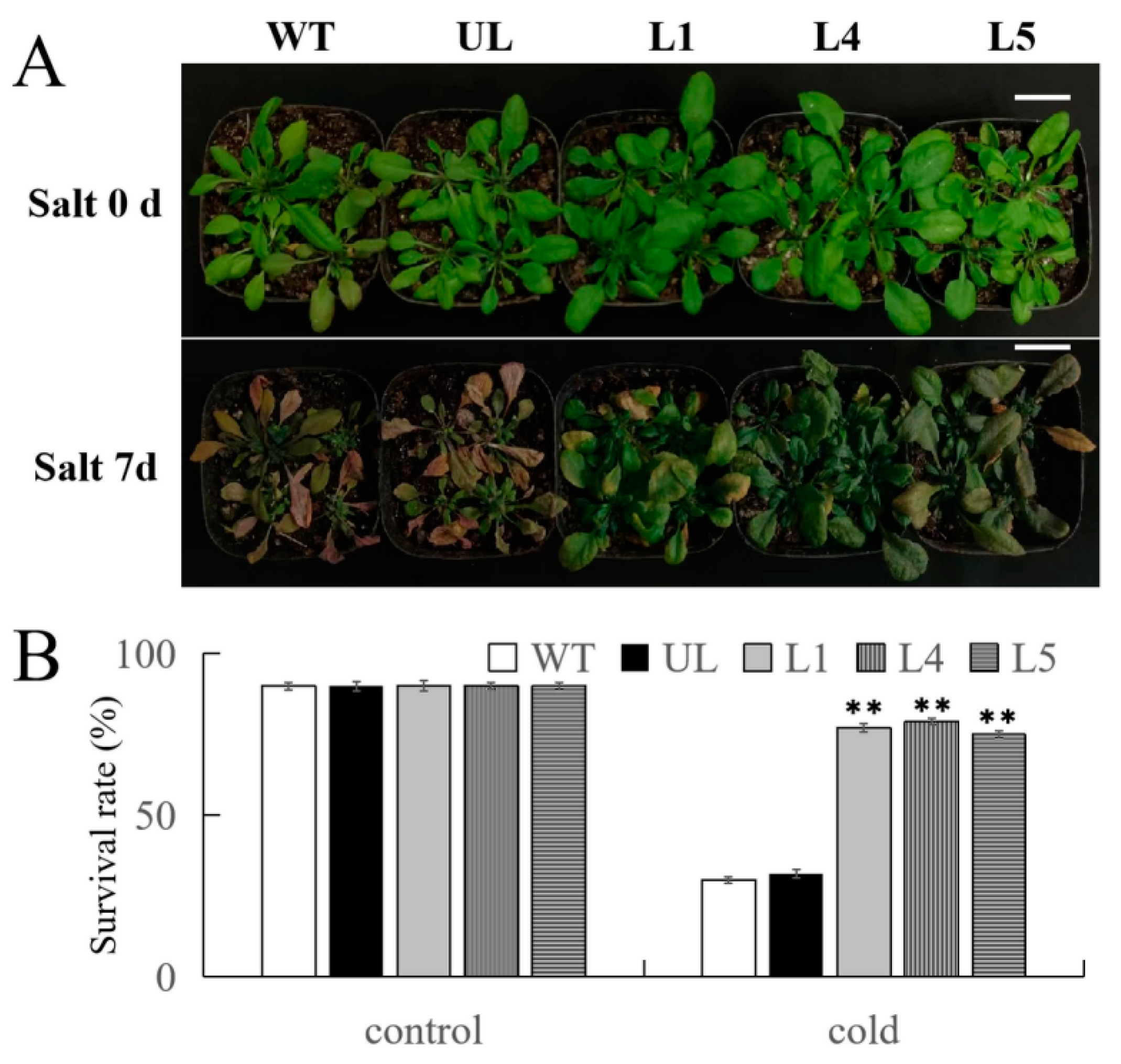 Ijms 25 03405 g008 Ijms 25 03405 g008