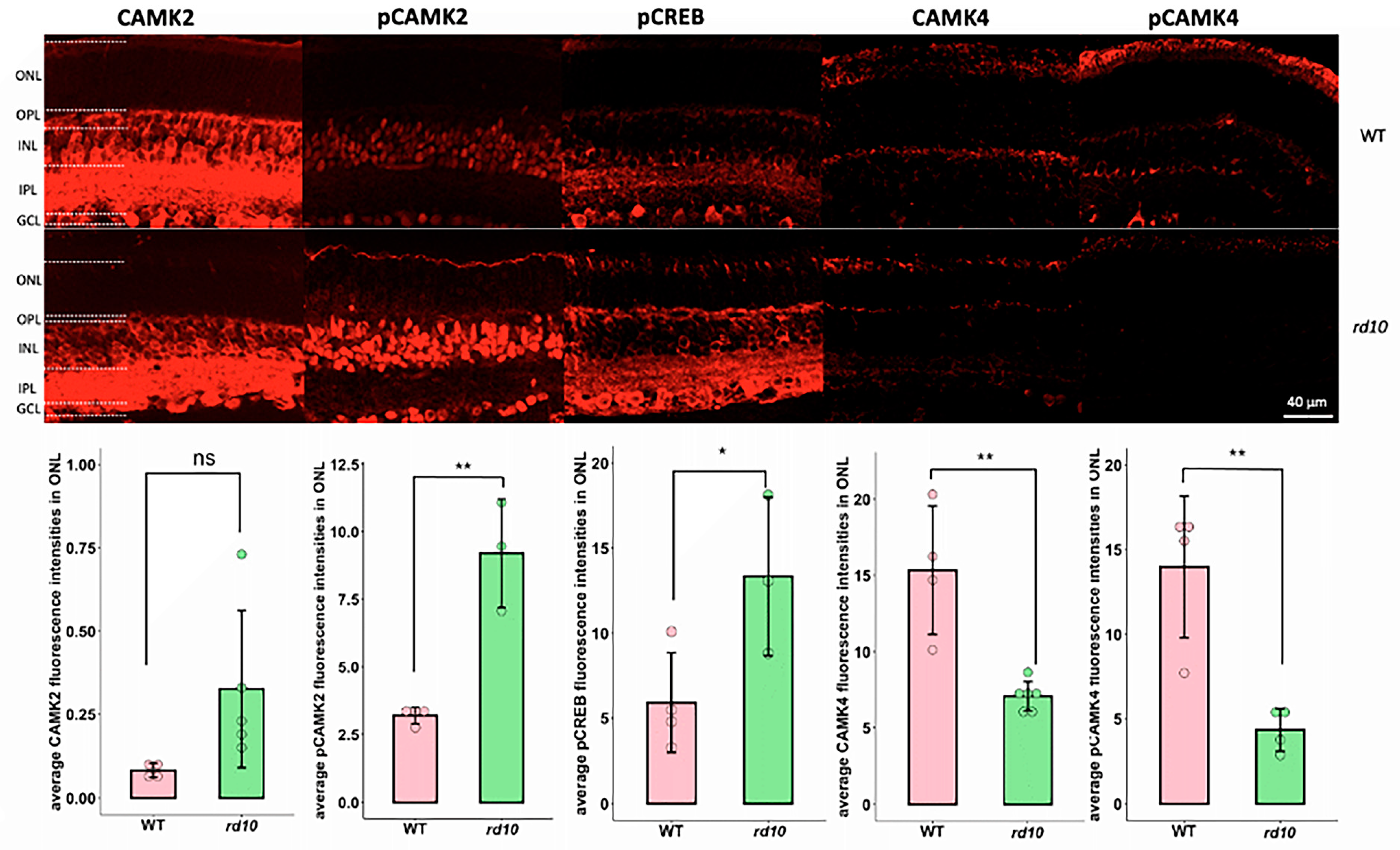 Ijms 25 03446 g005 Ijms 25 03446 g005