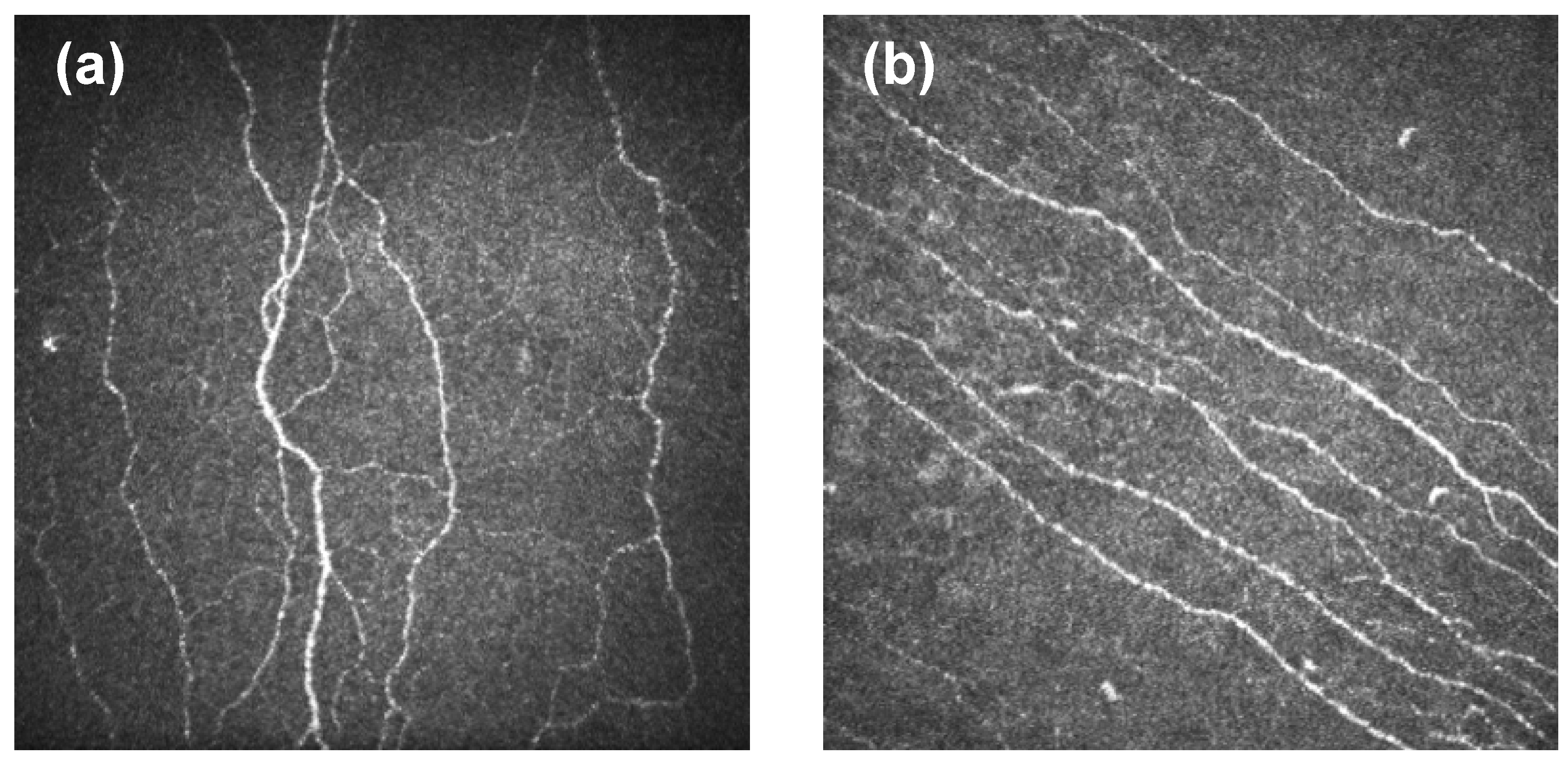 Ijms 25 03471 g003 Ijms 25 03471 g003