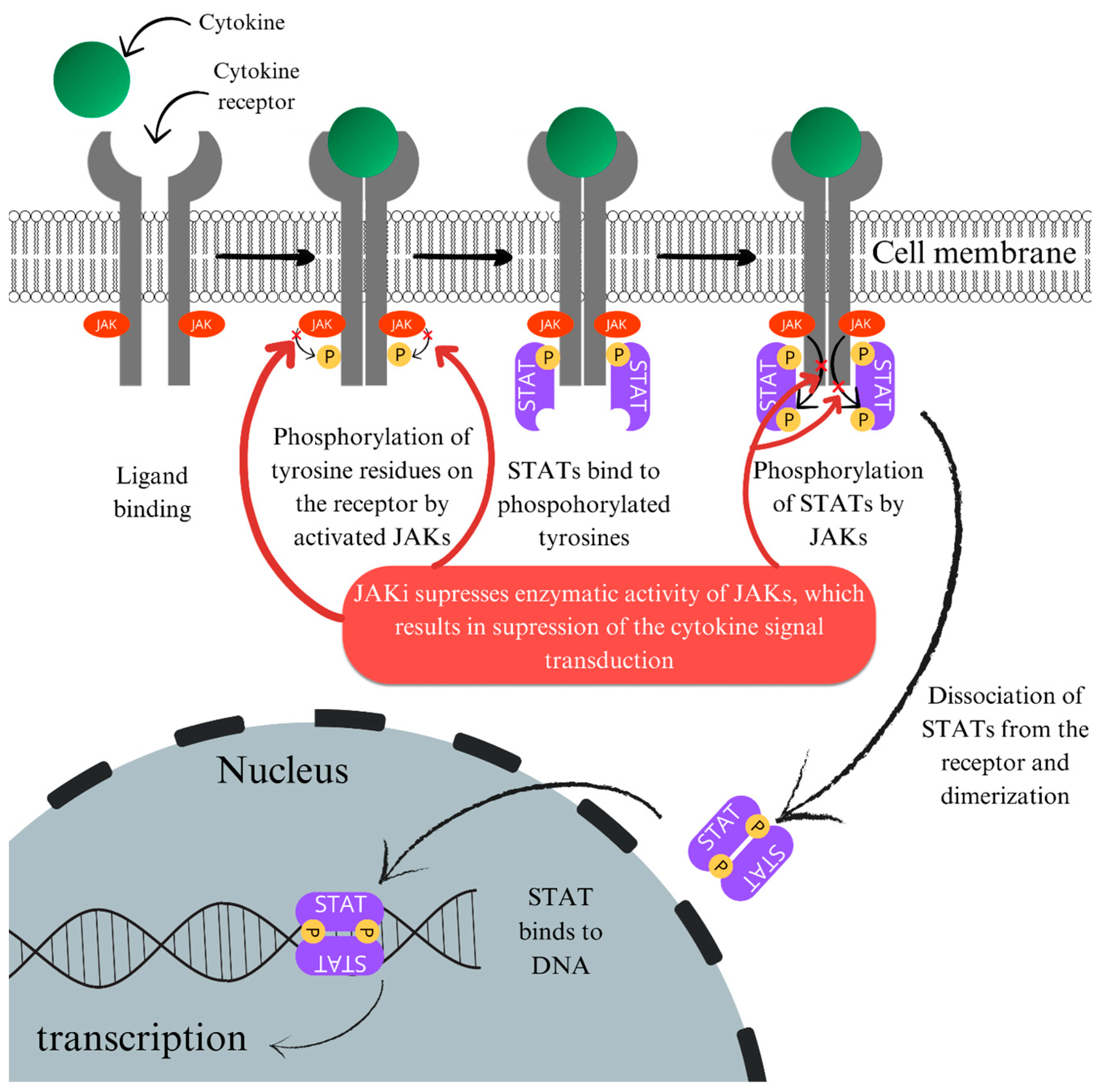 Ijms 25 03482 g001 Ijms 25 03482 g001