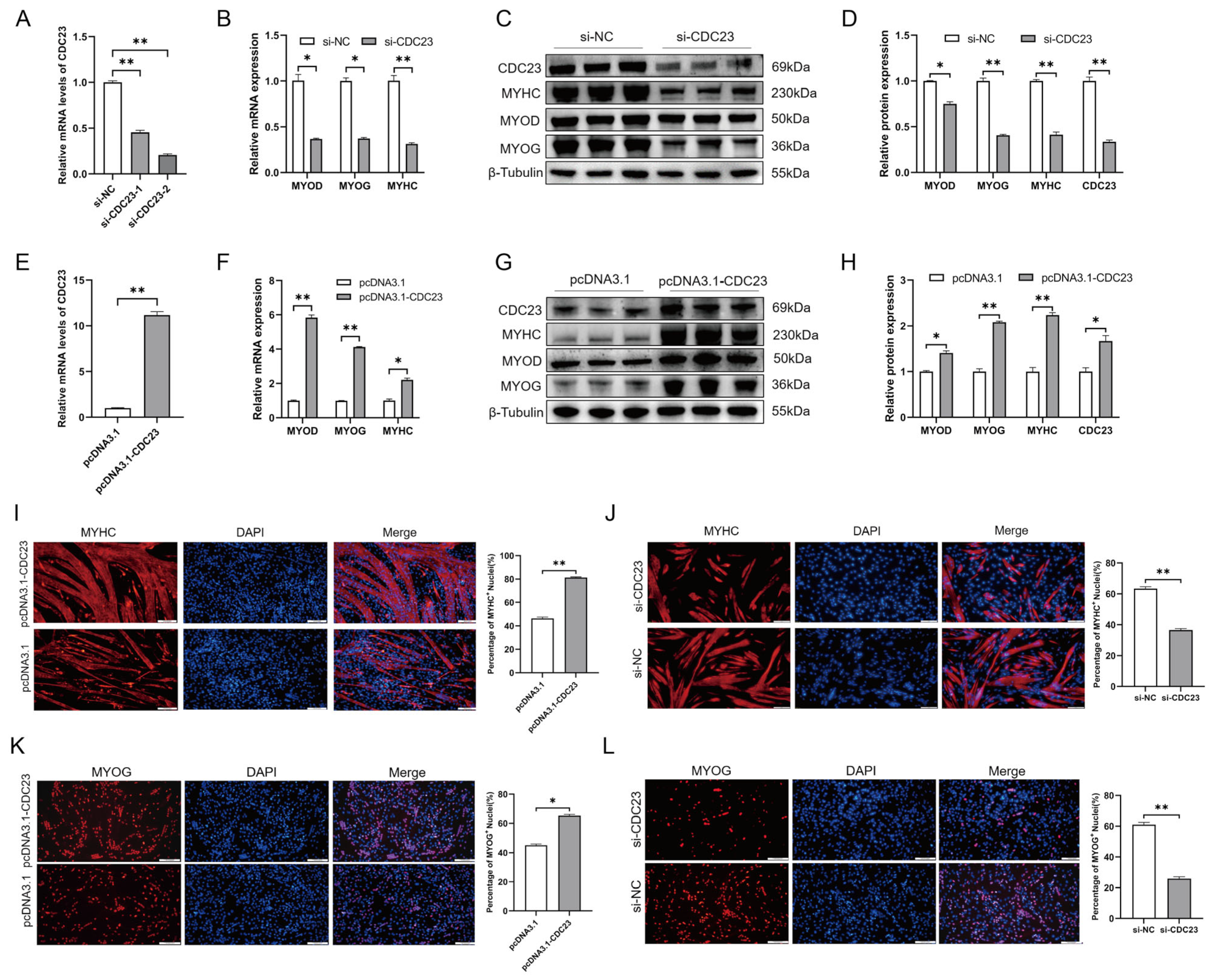 Ijms 25 03664 g005 Ijms 25 03664 g005