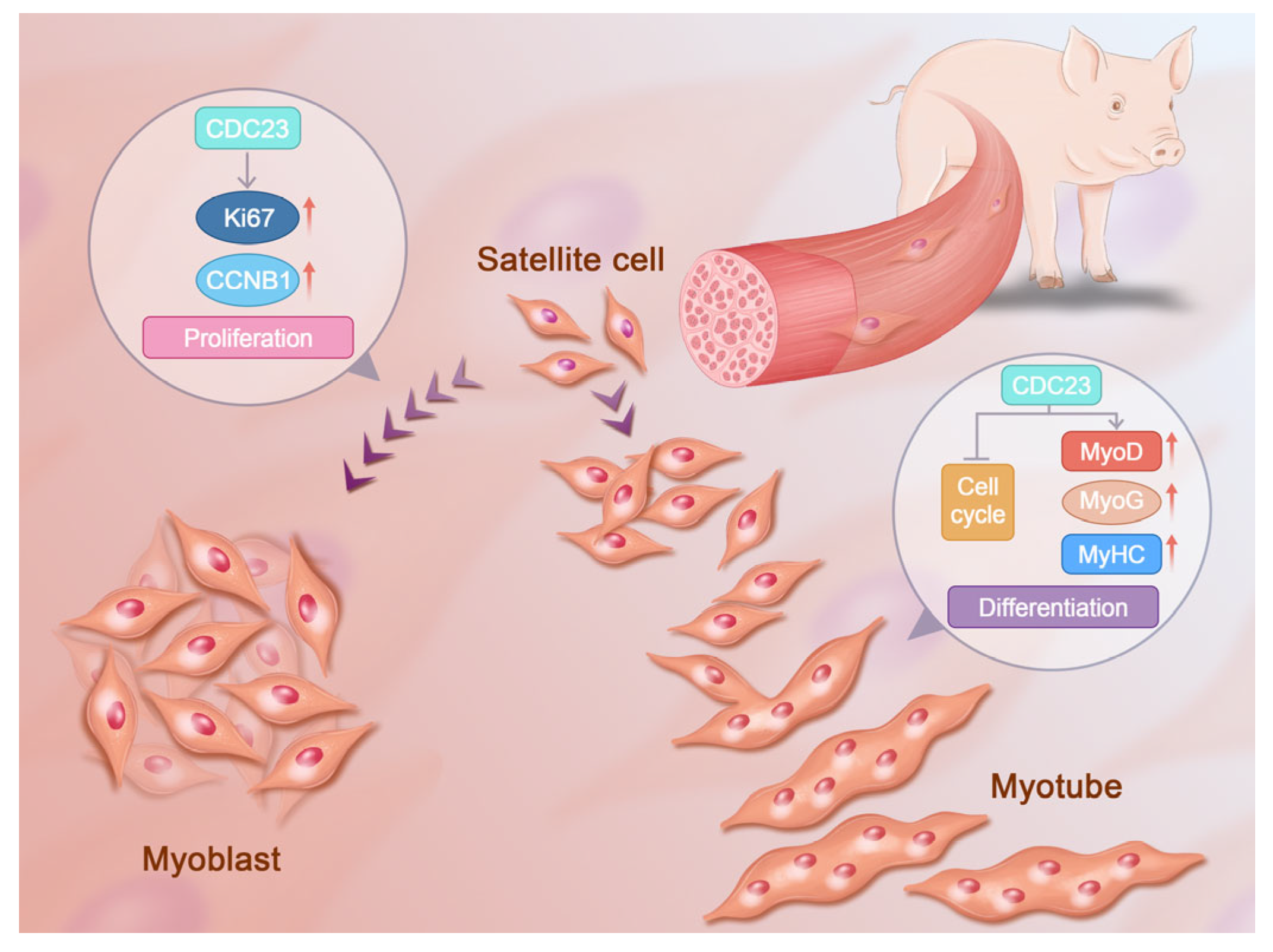 Ijms 25 03664 g007 Ijms 25 03664 g007