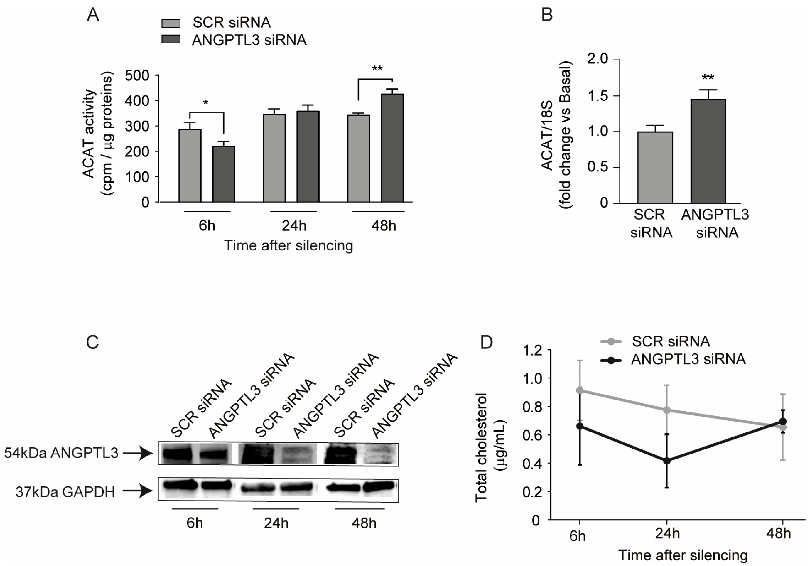 Gene Silencing of Angiopoietin-like 3 (ANGPTL3) Induced De Novo ...