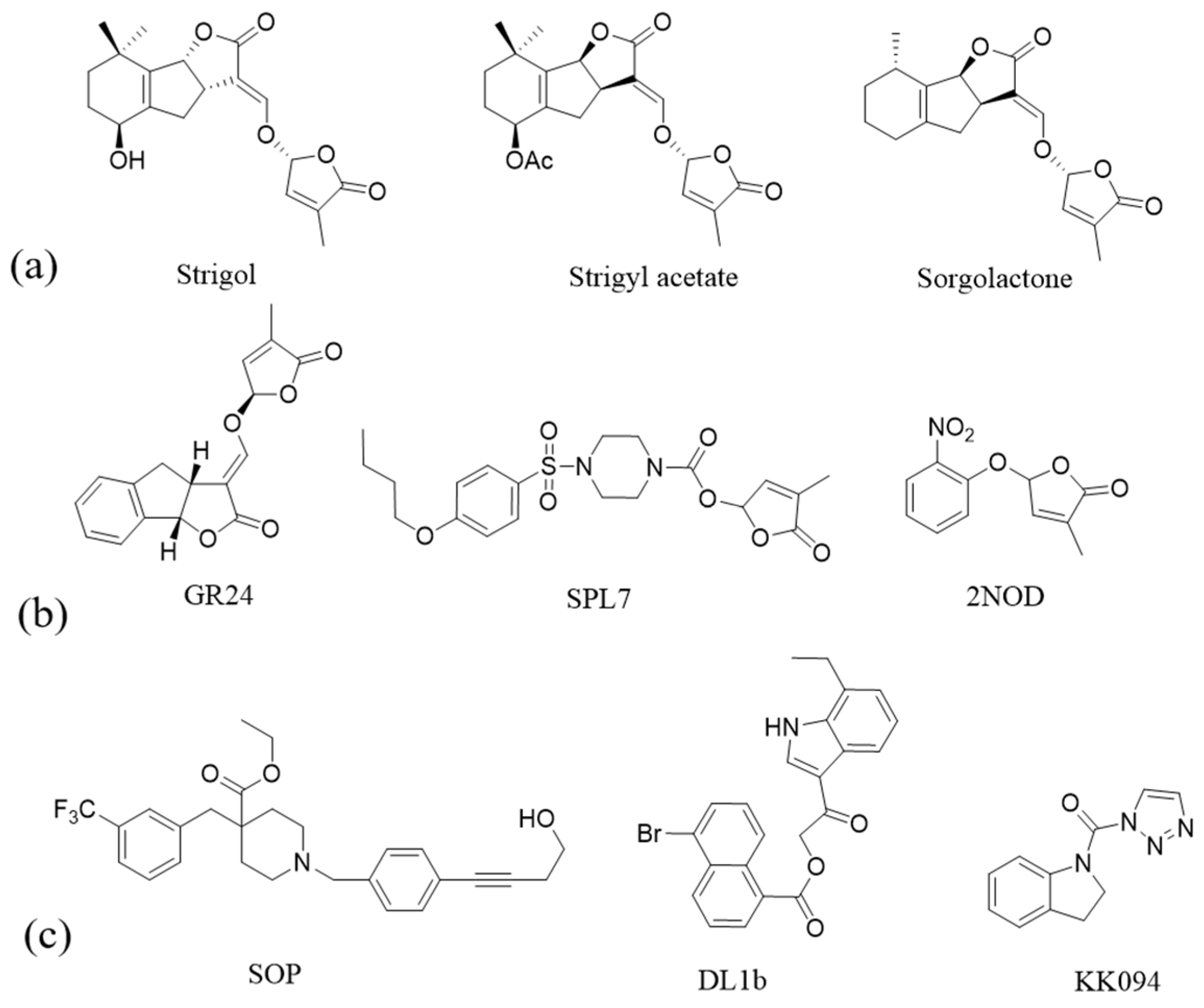 Ijms 25 03902 g001 Ijms 25 03902 g001