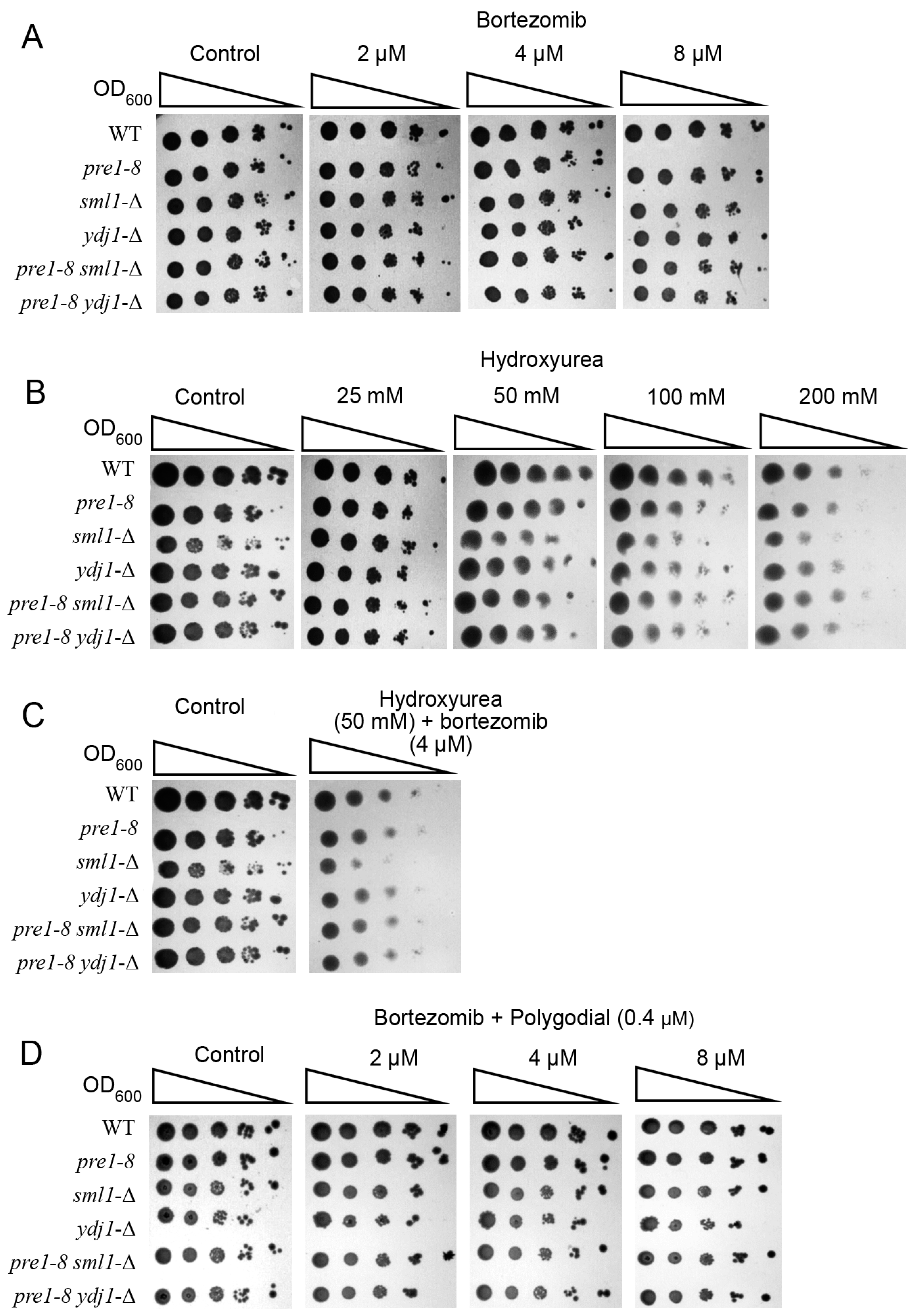 Ijms 25 03977 g003 Ijms 25 03977 g003