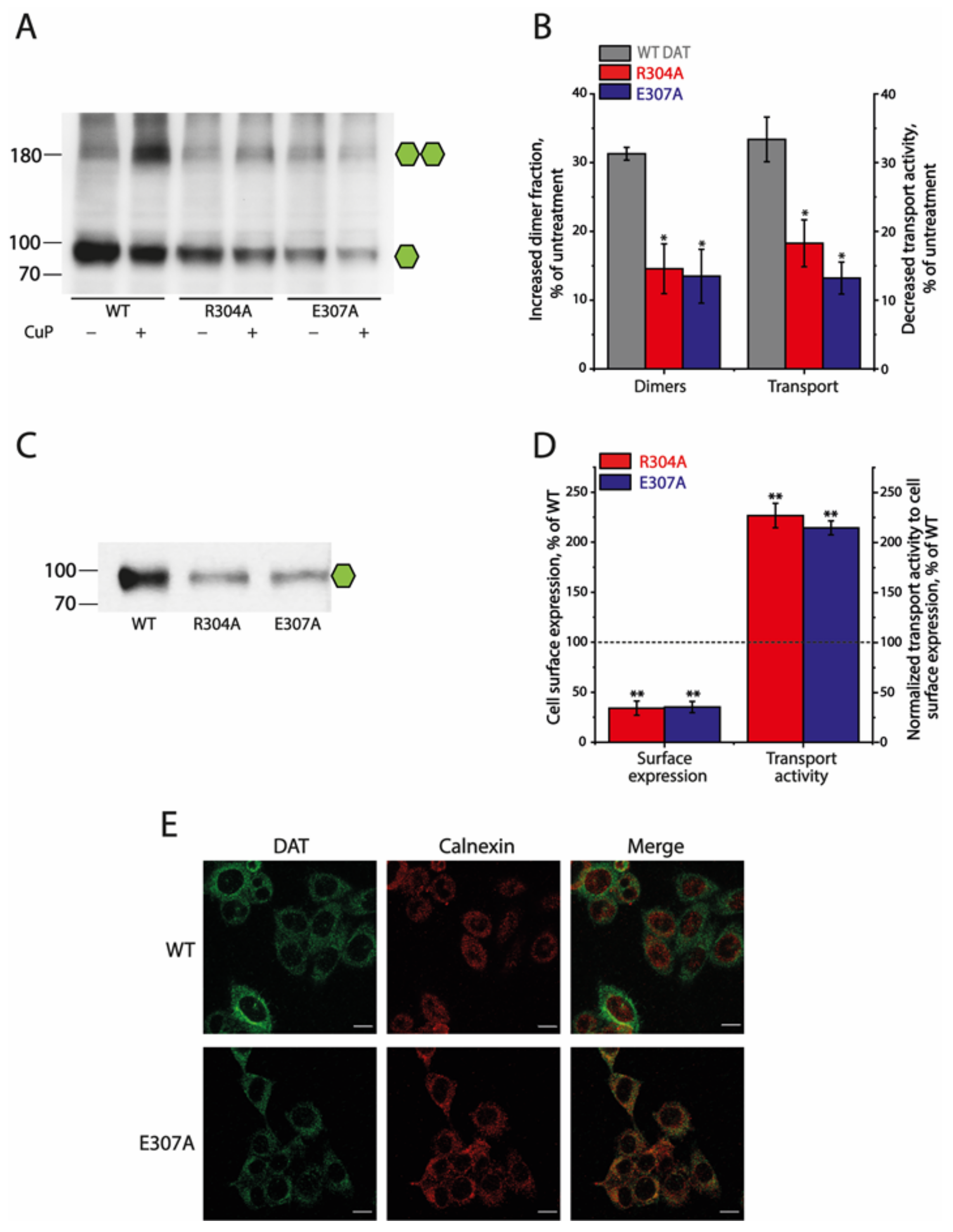 Ijms 25 04032 g004 Ijms 25 04032 g004