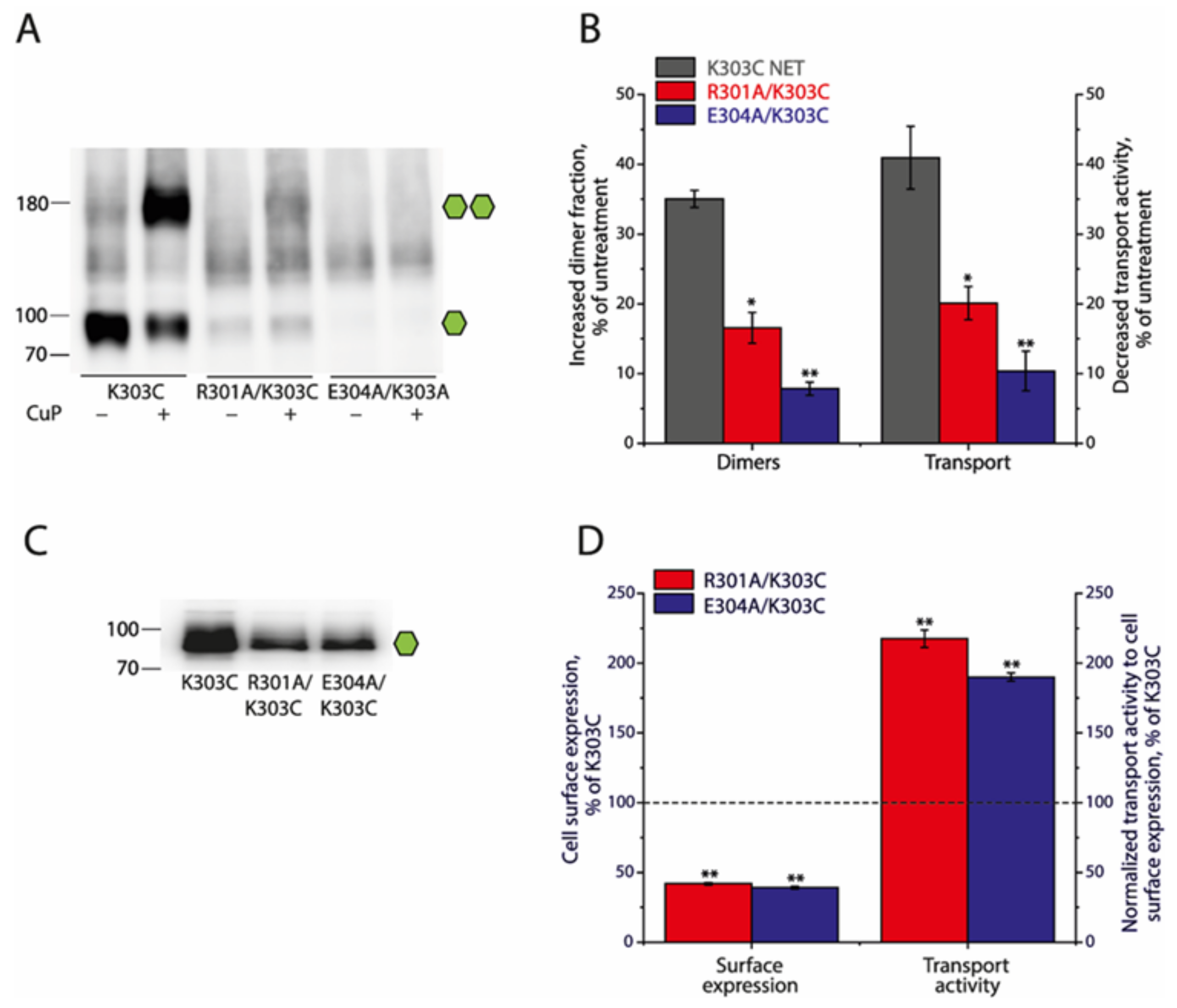Ijms 25 04032 g005 Ijms 25 04032 g005