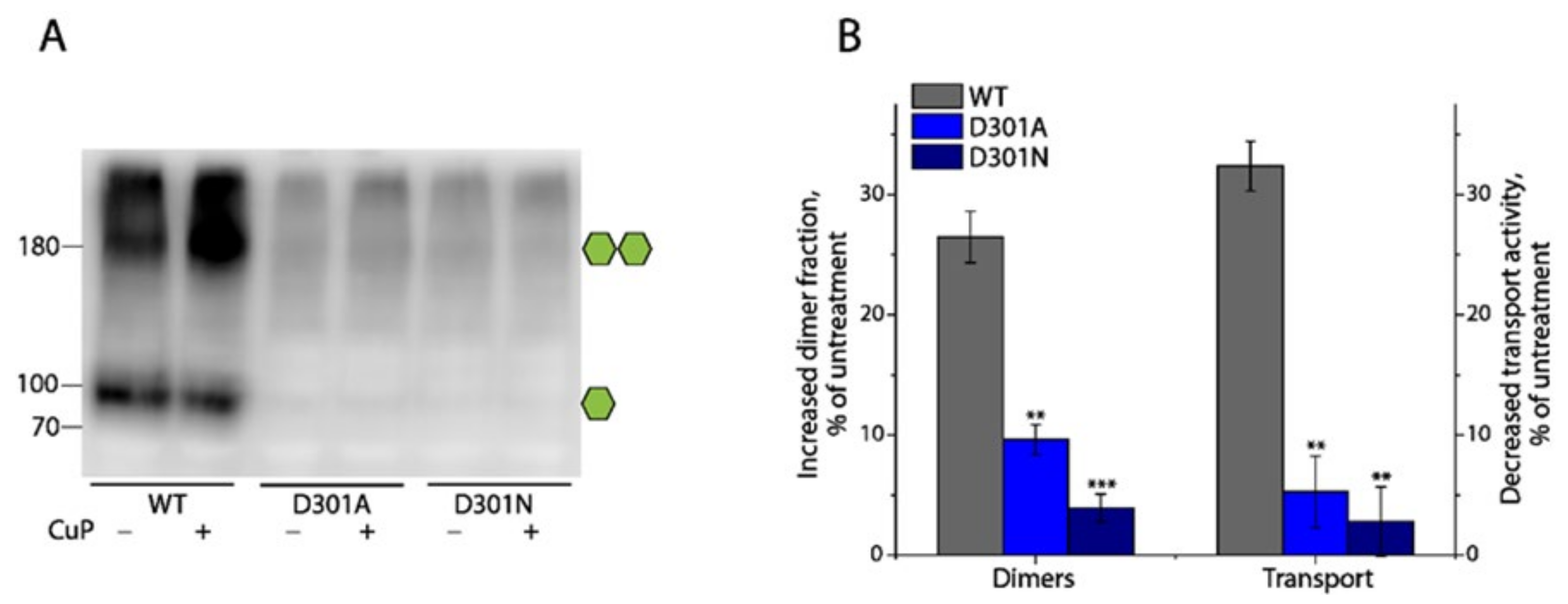 Ijms 25 04032 g007 Ijms 25 04032 g007