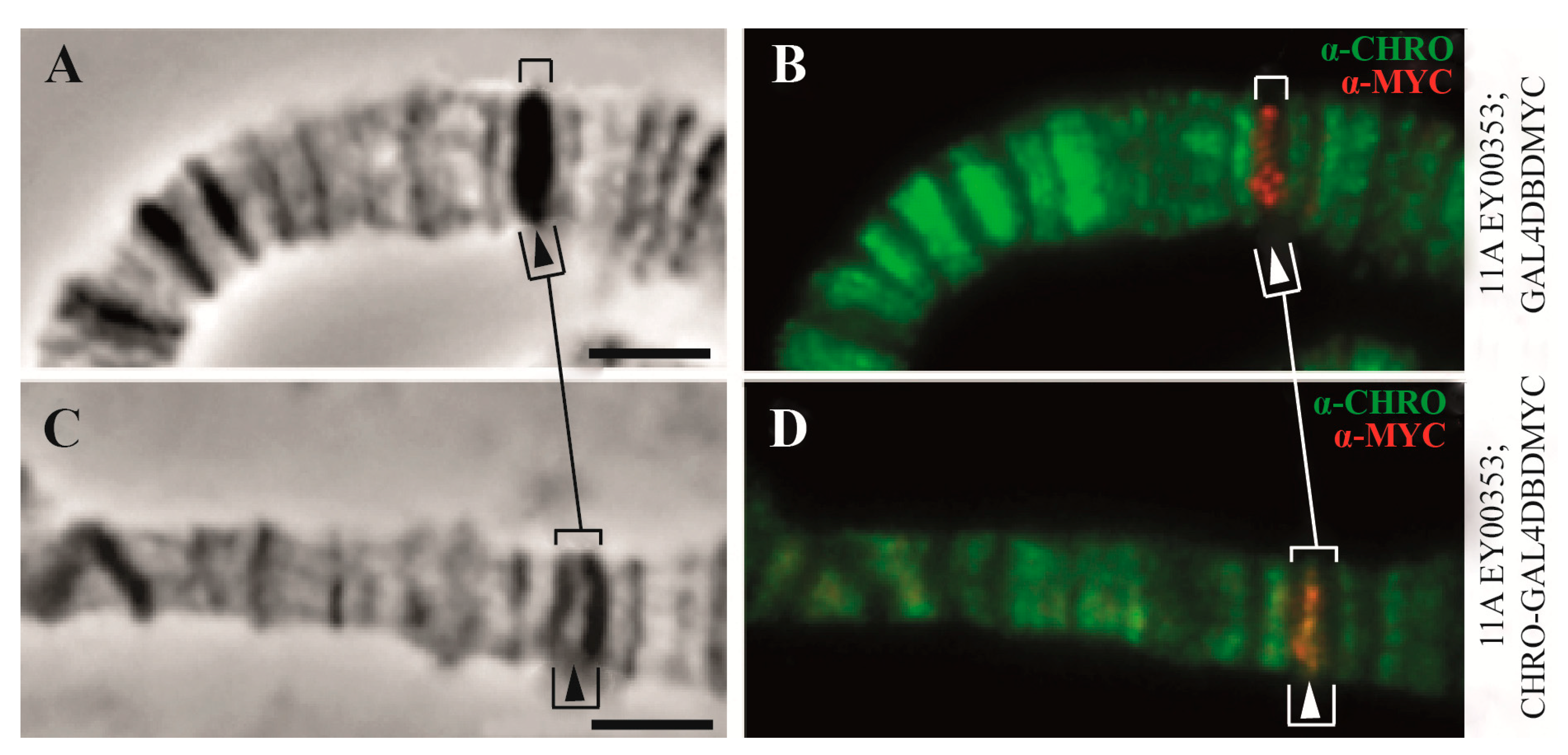 Ijms 25 04068 g012 Ijms 25 04068 g012
