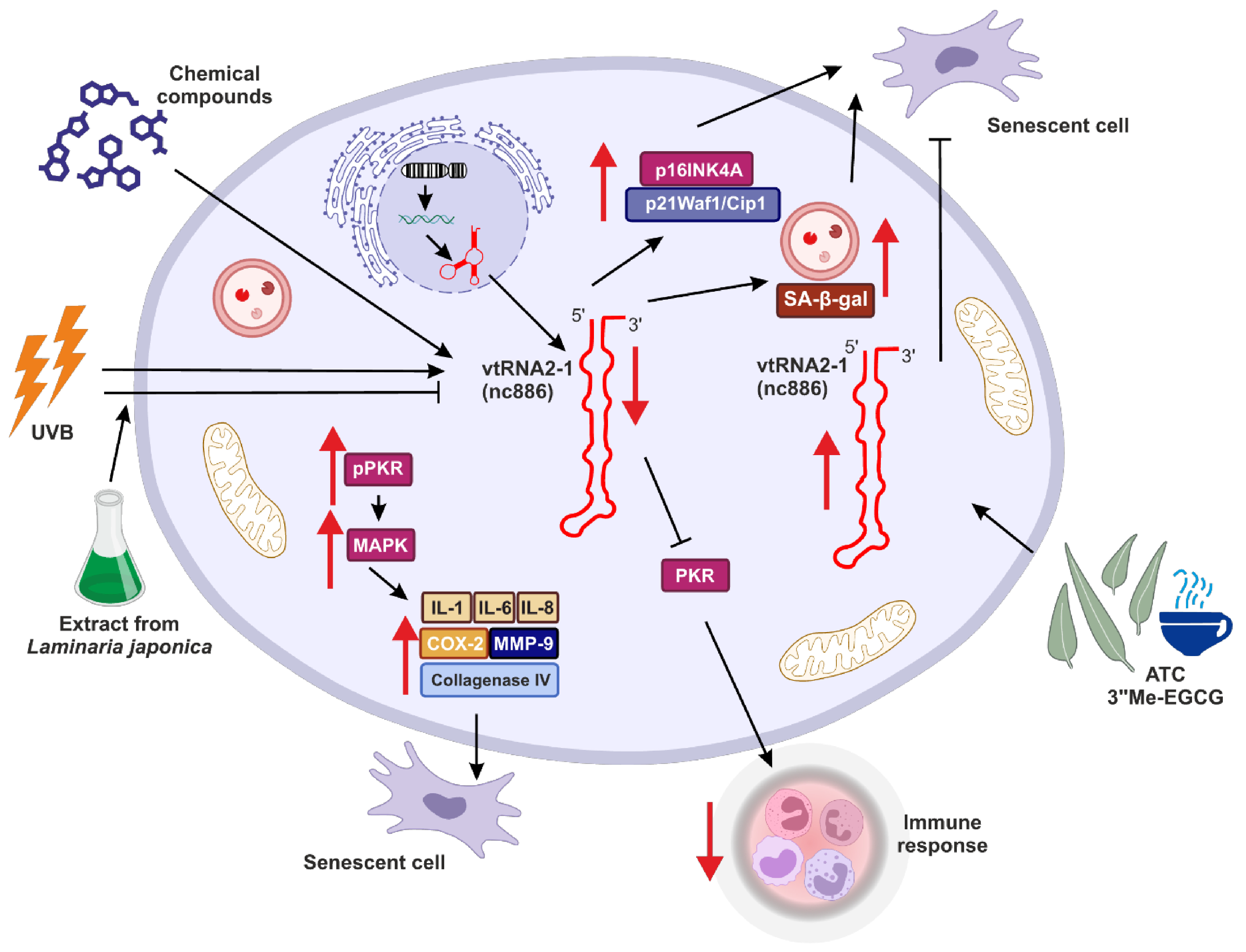 Ijms 25 04072 g003 Ijms 25 04072 g003
