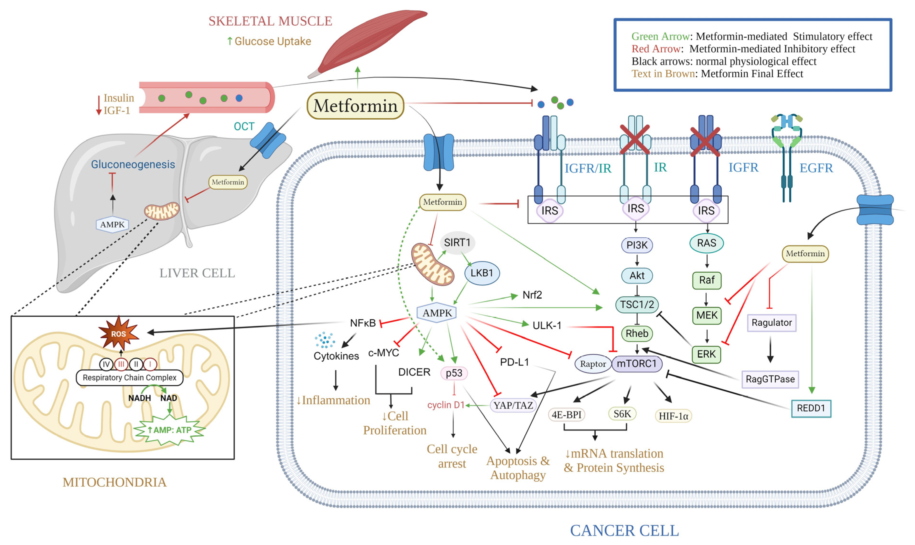 Ijms 25 04083 g002 Ijms 25 04083 g002