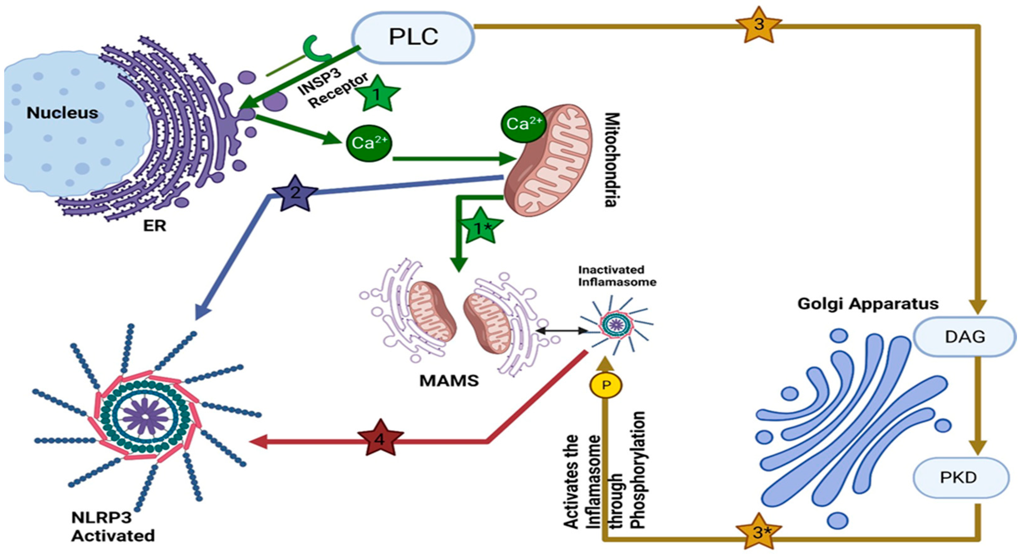 Ijms 25 04120 g001 Ijms 25 04120 g001