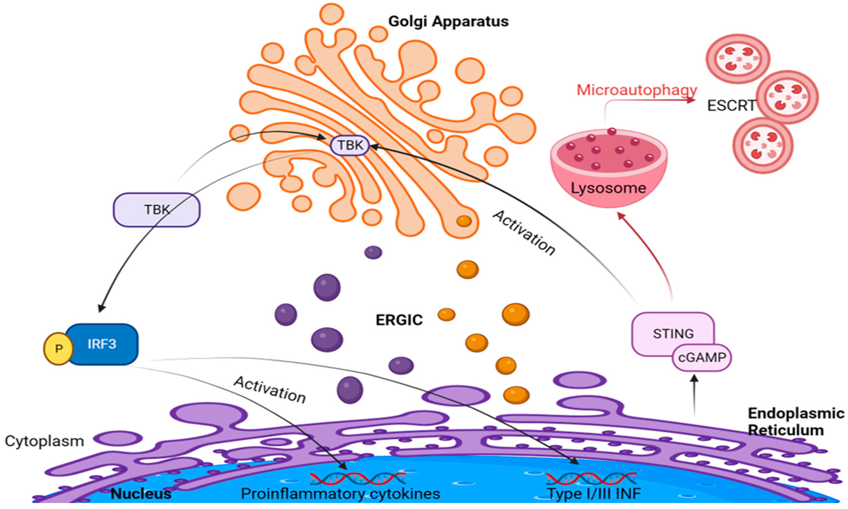 Ijms 25 04120 g002 Ijms 25 04120 g002