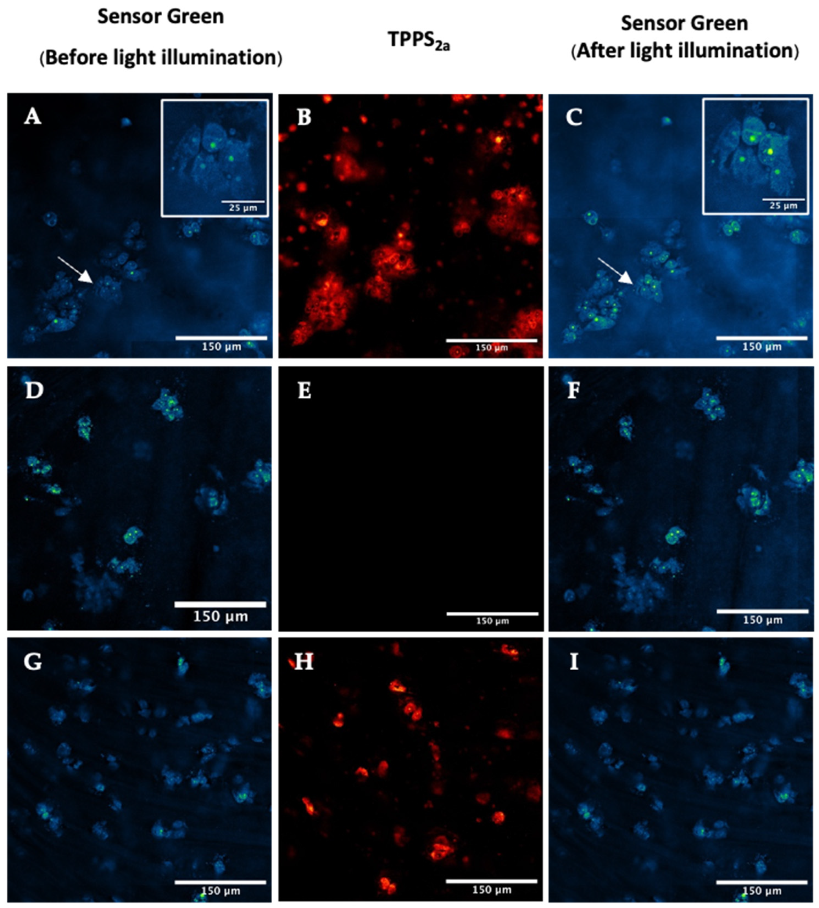 Ijms 25 04222 g006 Ijms 25 04222 g006